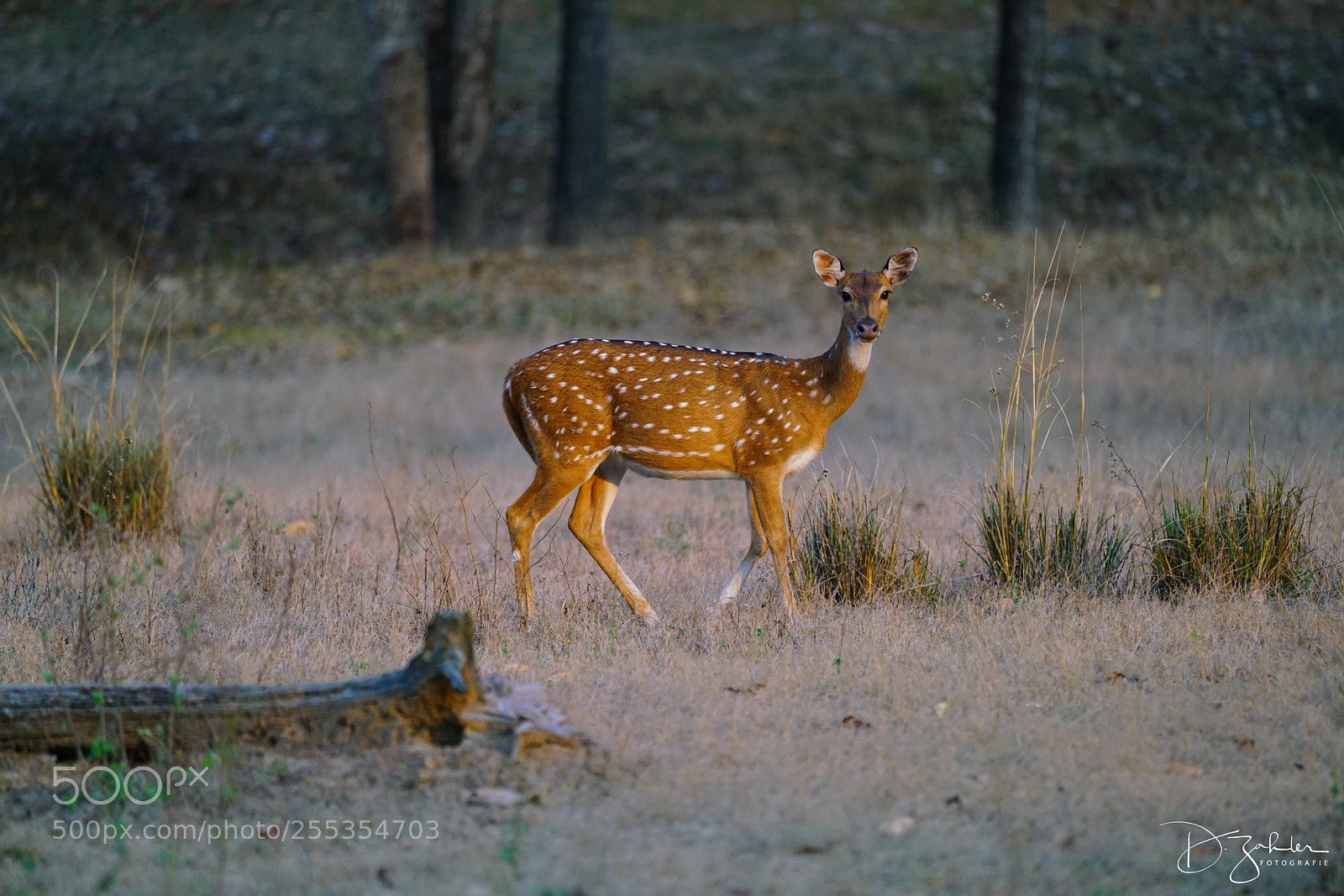 Sony a7R II sample photo. Spotted deer photography