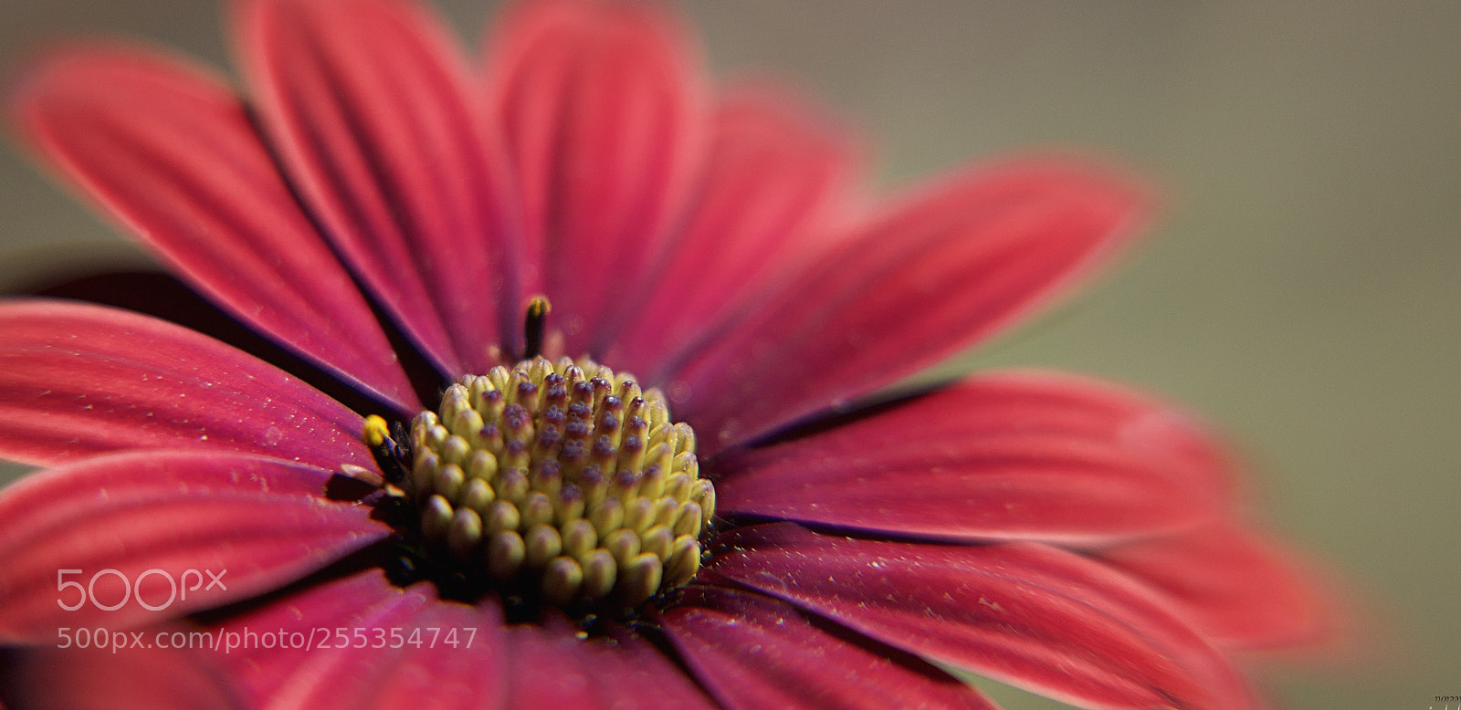 Nikon D3100 sample photo. View of bee...? photography
