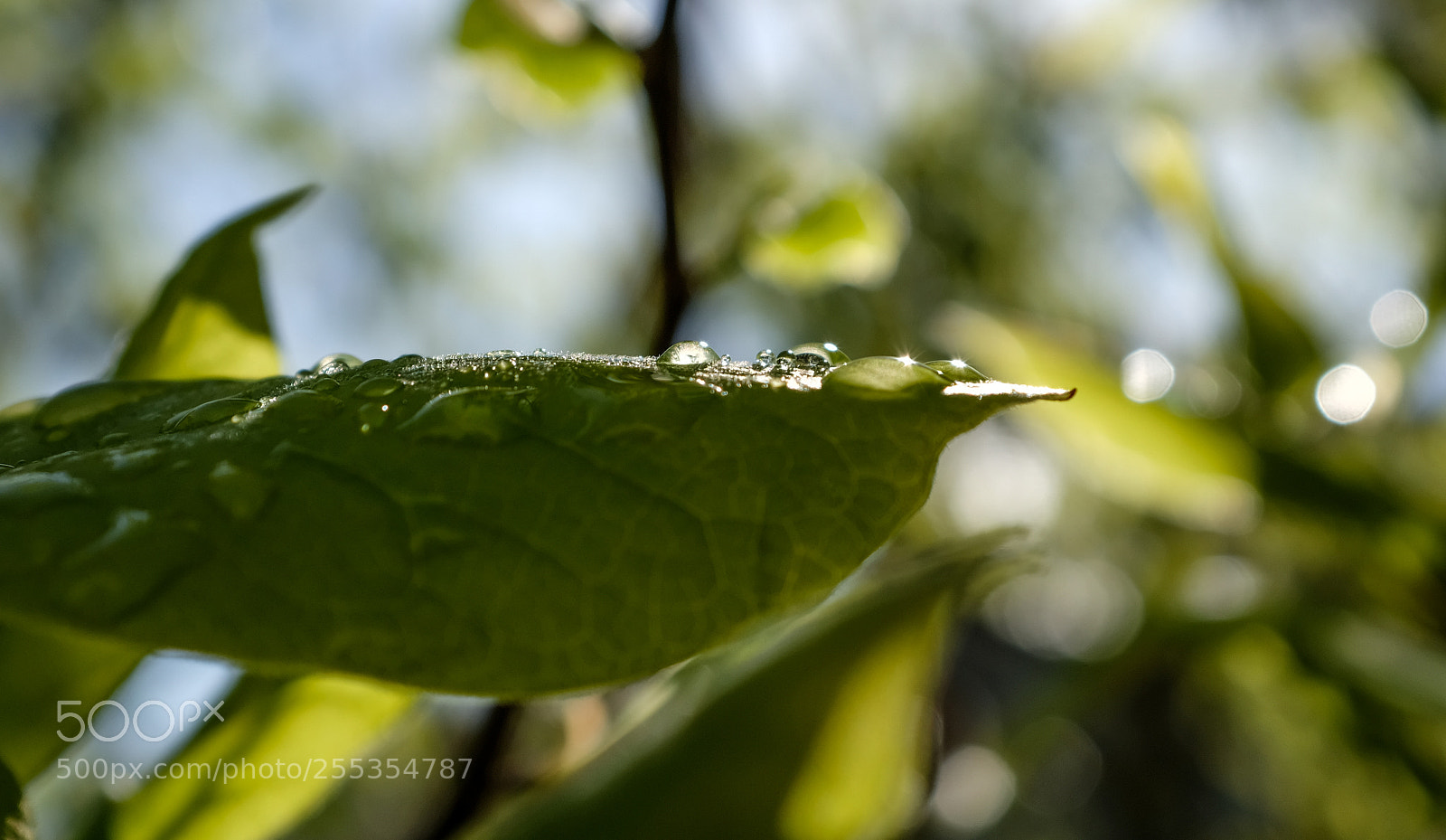 Fujifilm X100F sample photo. Waterdrops photography