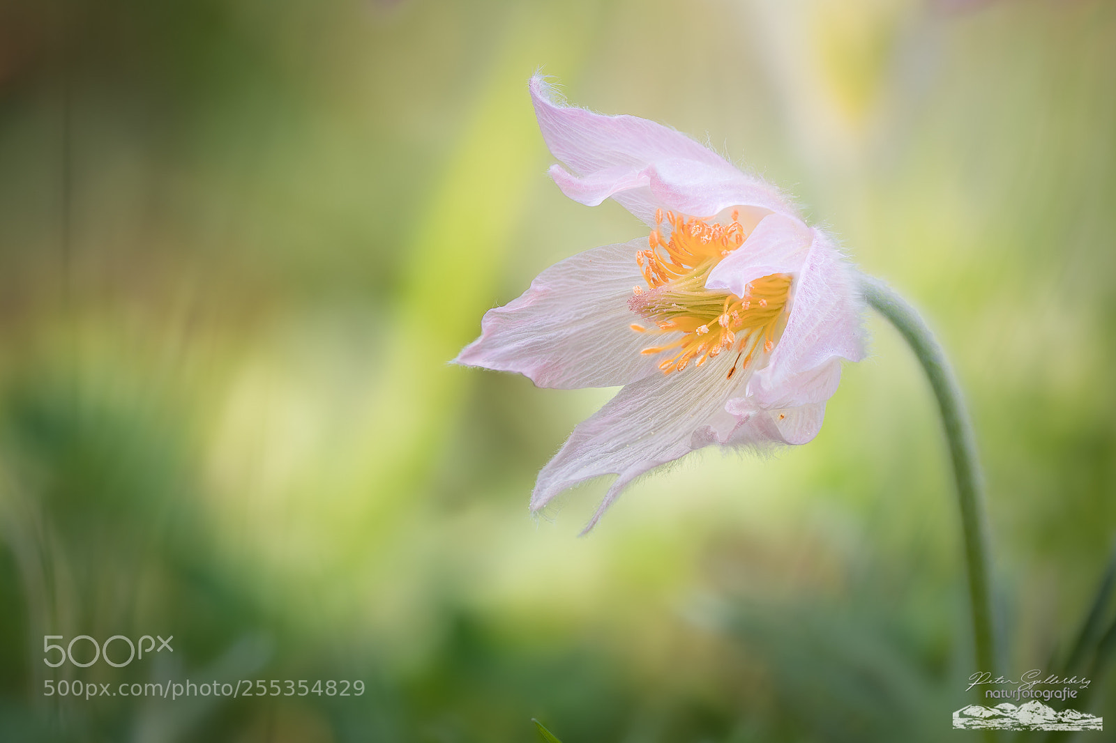 Canon EOS 5D Mark IV sample photo. White bell photography