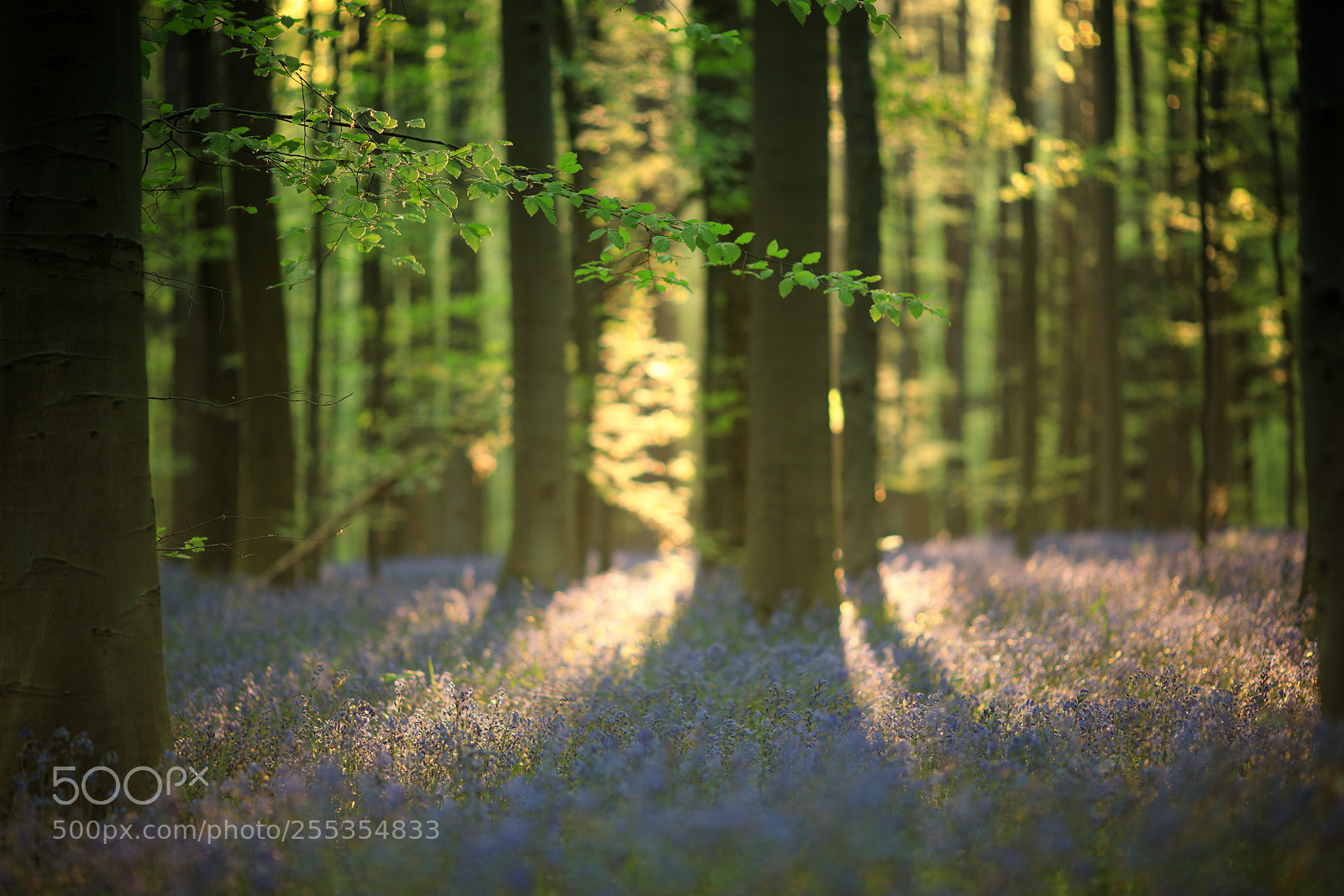 Canon EOS 5D Mark IV sample photo. Fairy forest photography
