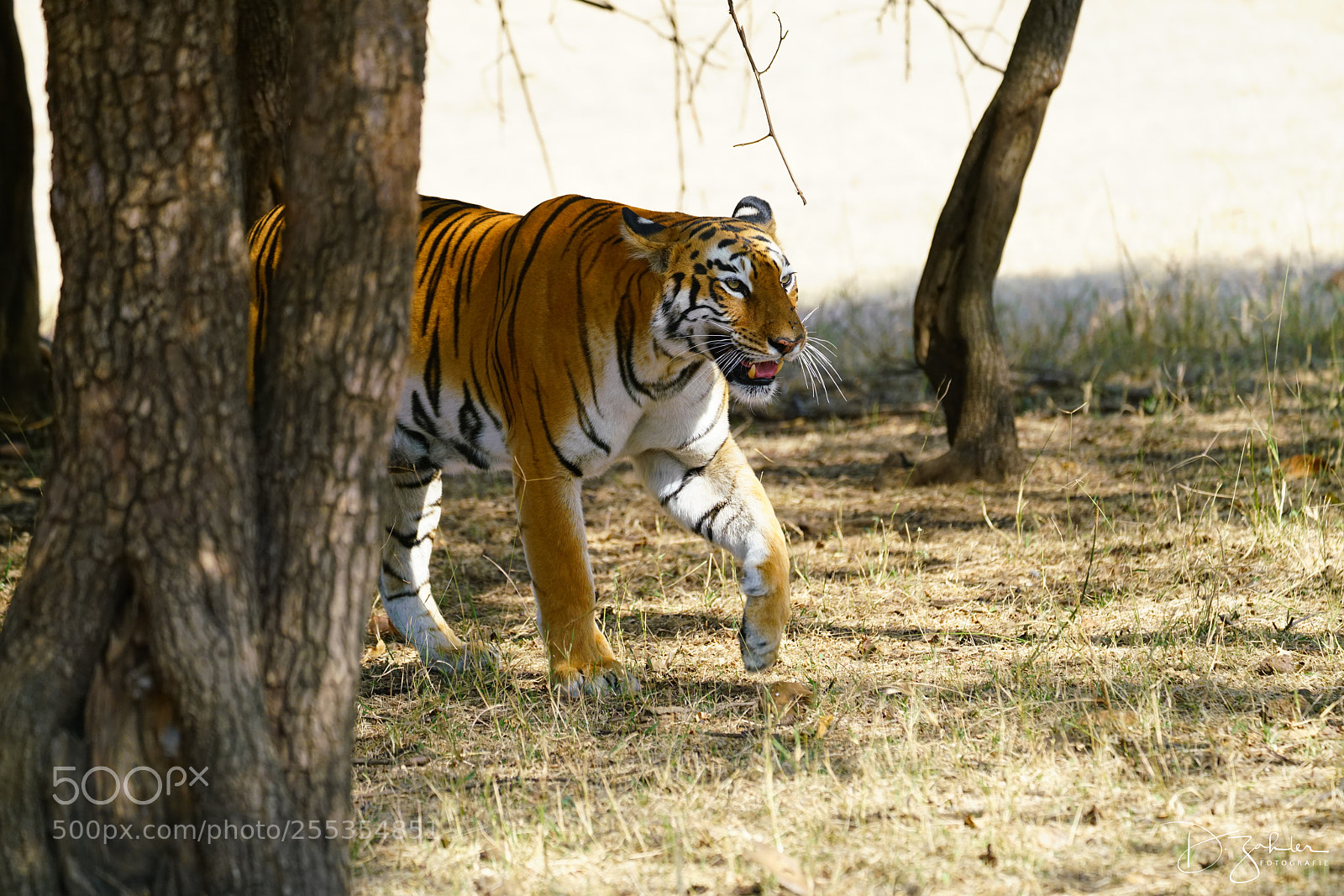 Sony a7R II sample photo. Tigress photography