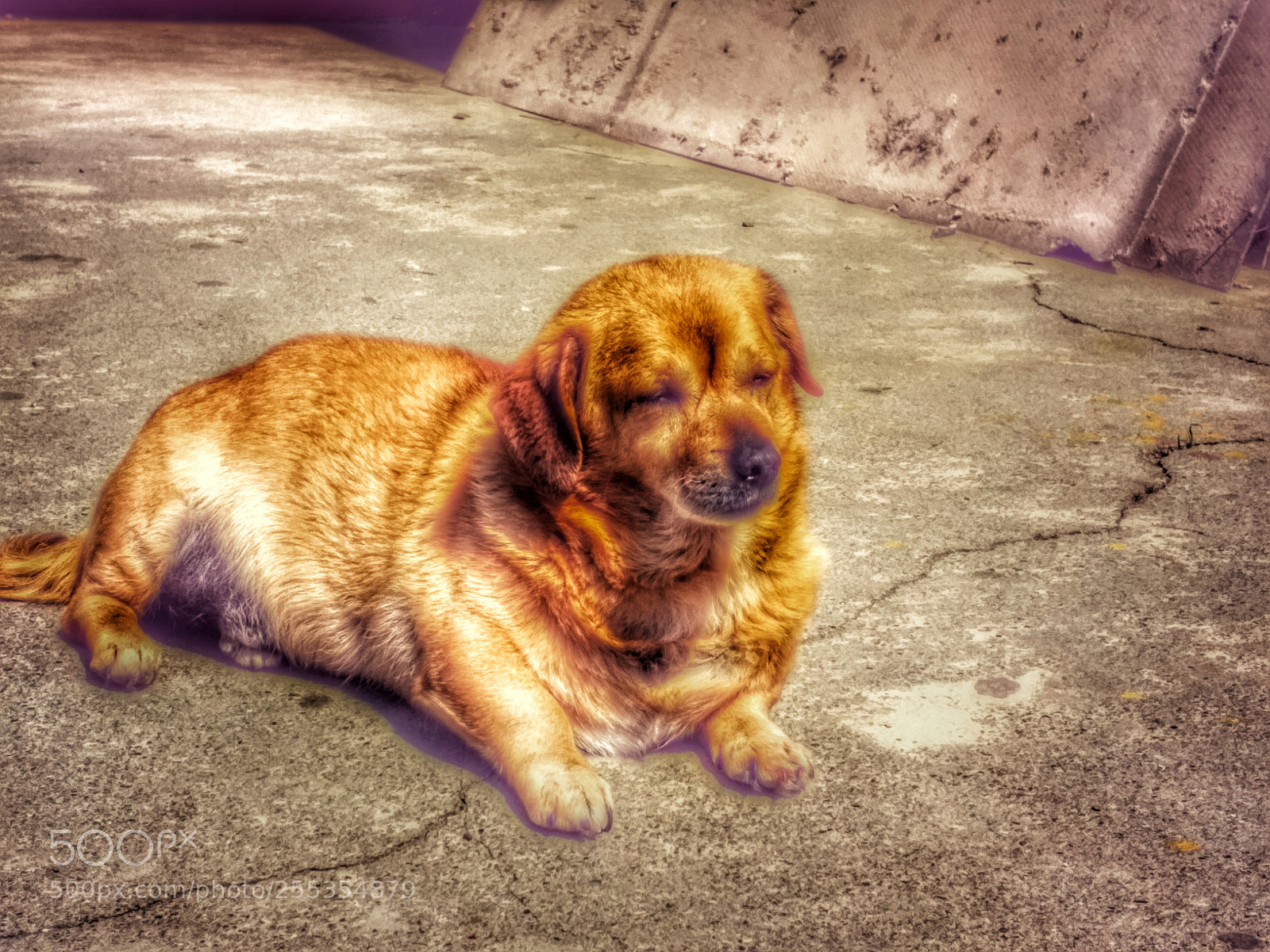 Xiaomi Redmi 4 Pro sample photo. Doggo spotted photography