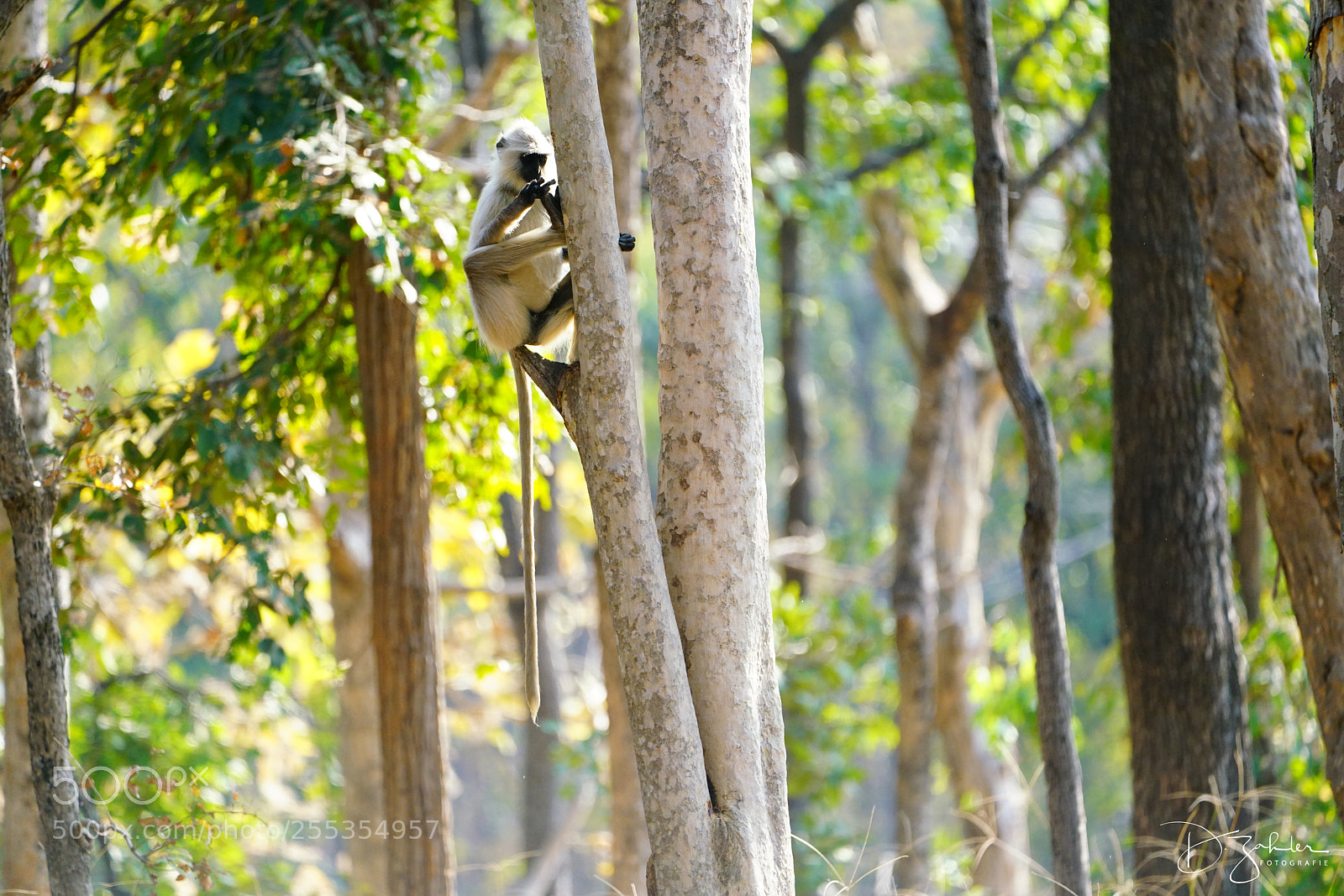 Sony a7R II sample photo. Monkey hanging around photography