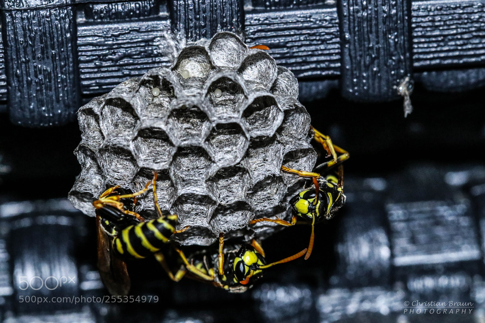Canon EOS 80D sample photo. Wasps' nest photography