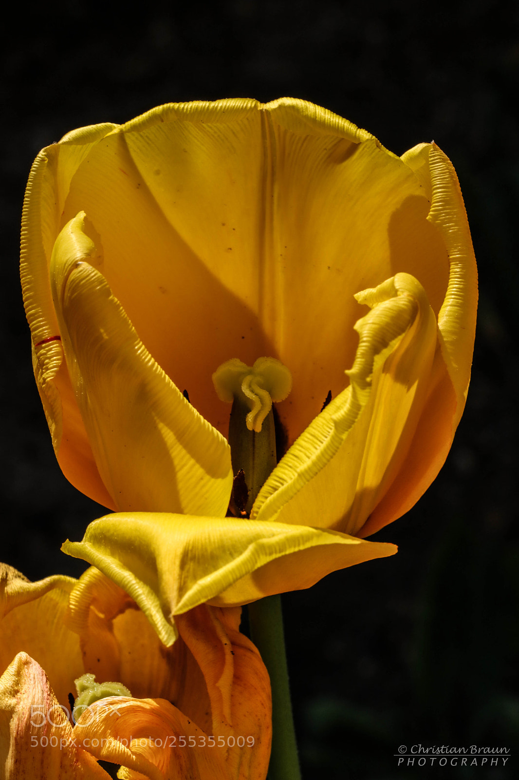 Canon EOS 80D sample photo. Tulip photography
