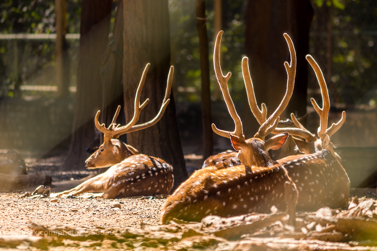 Canon EOS 750D (EOS Rebel T6i / EOS Kiss X8i) sample photo. Basking deers photography