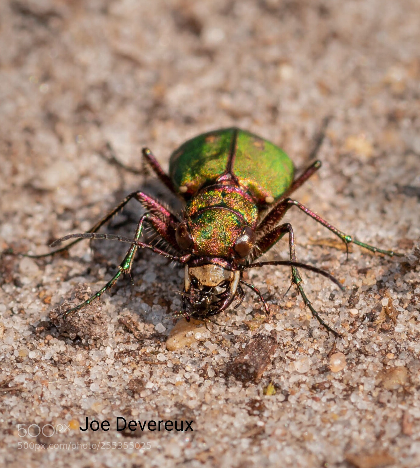 Canon EOS 70D sample photo. Green tiger beetle photography