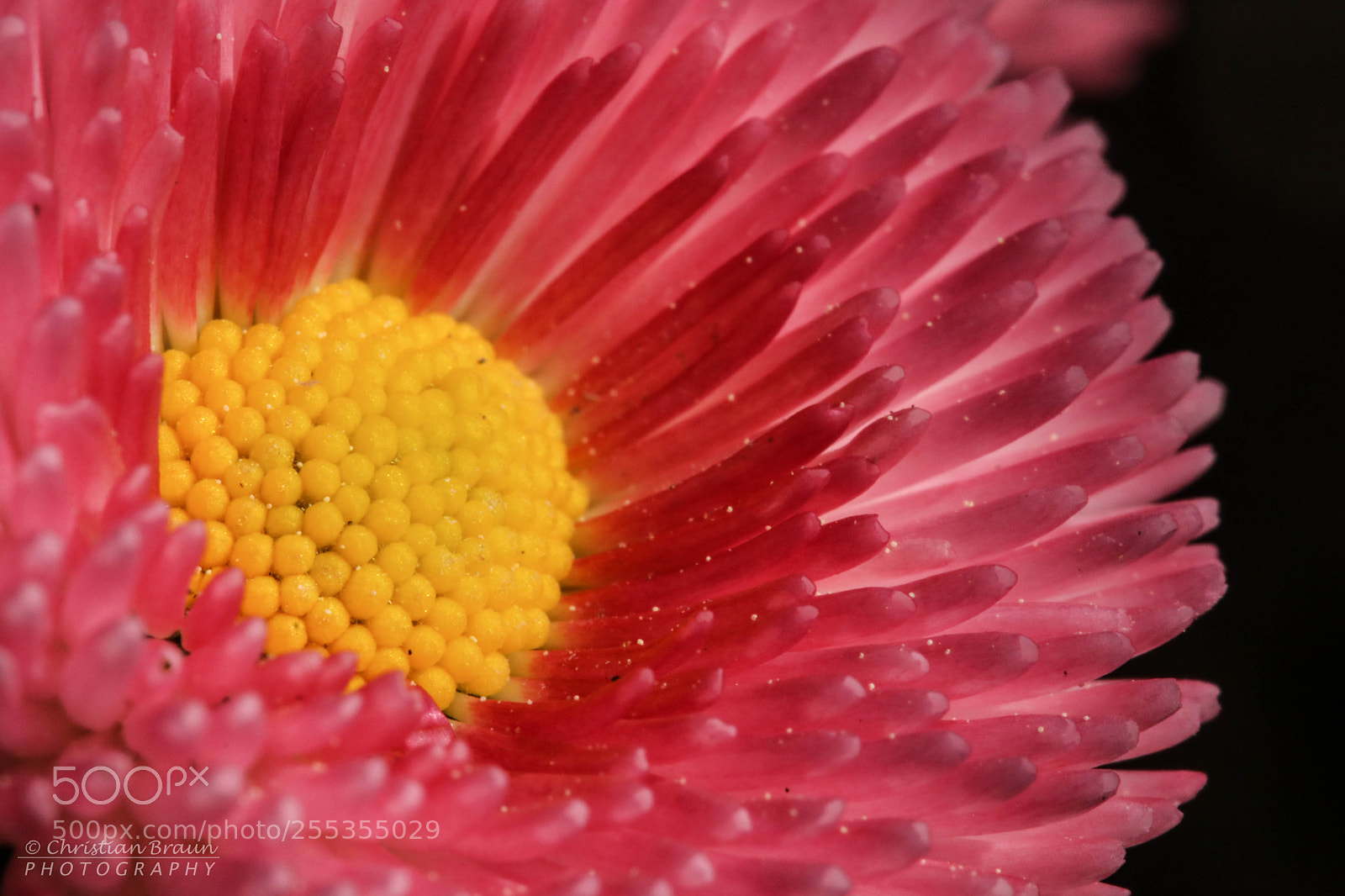 Canon EOS 80D sample photo. Pink 5.0 photography