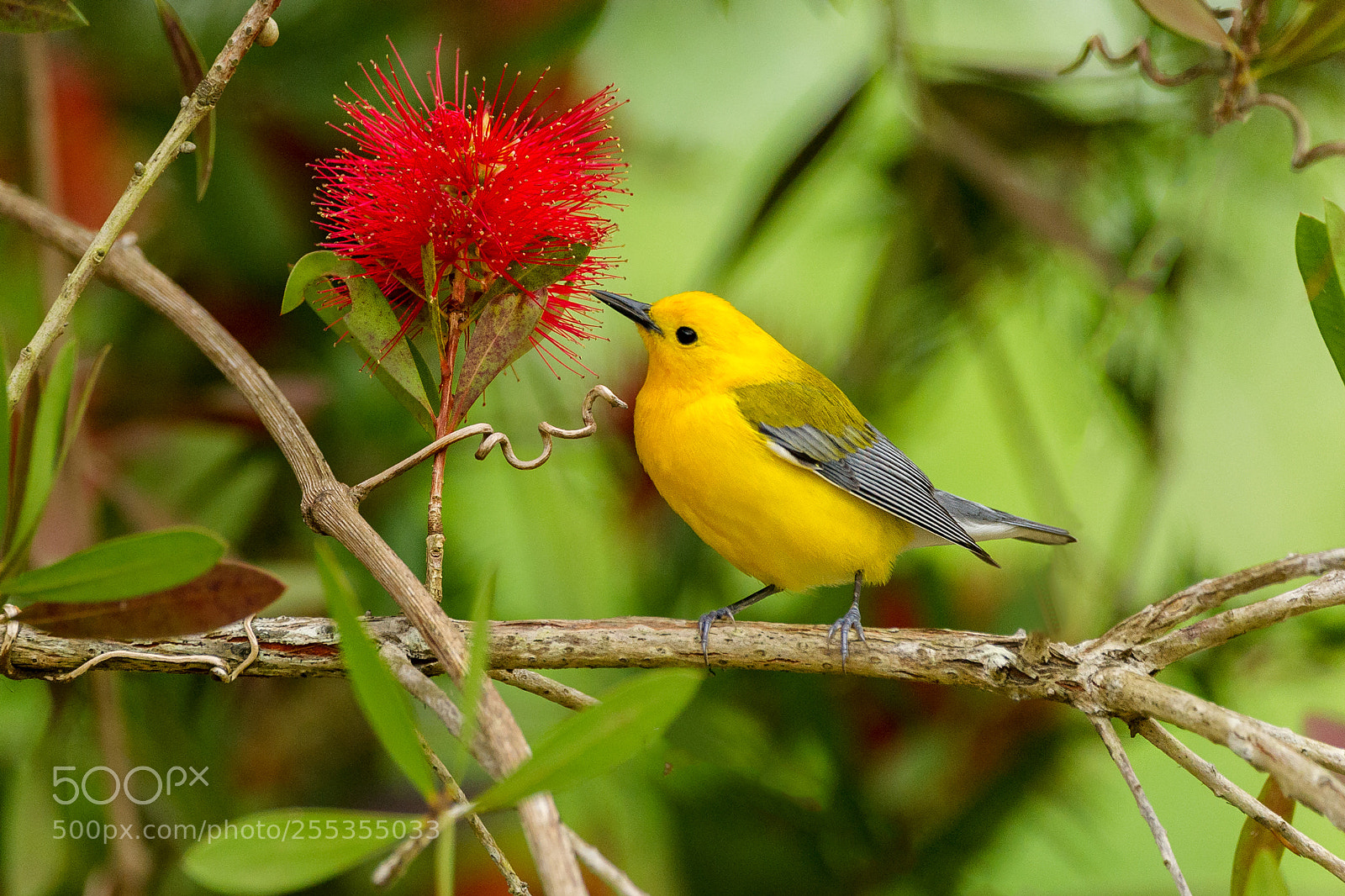 Nikon D3S sample photo. Prothonotary warbler photography