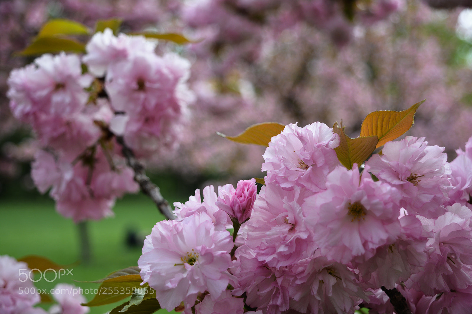 Nikon D5200 sample photo. Japanese garden photography