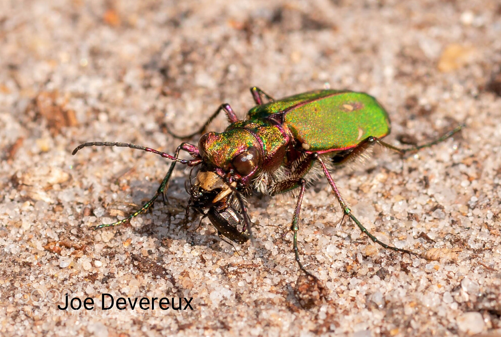 Canon EOS 70D sample photo. Green tiger beetle photography