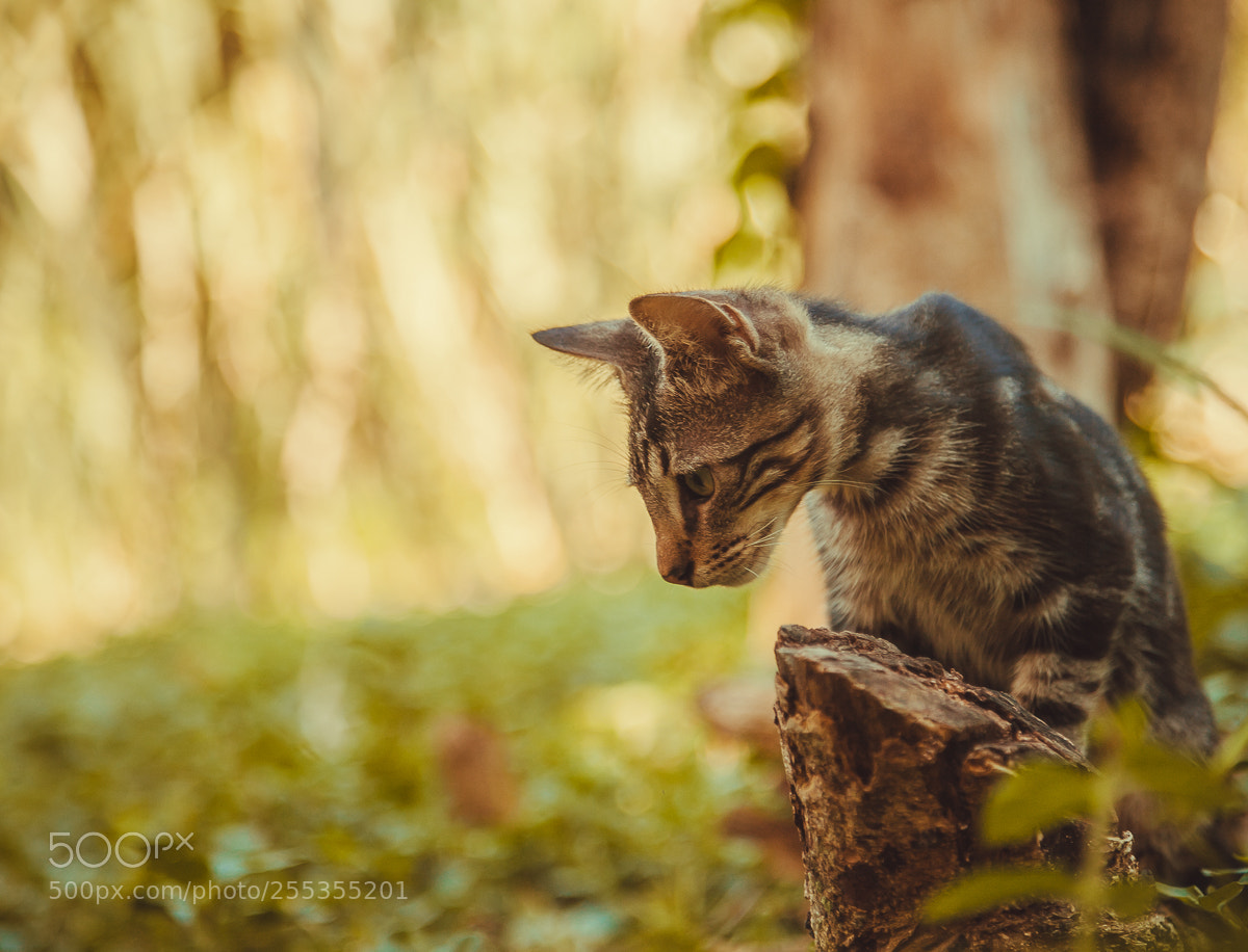 Canon EOS 5D Mark II sample photo. Img photography
