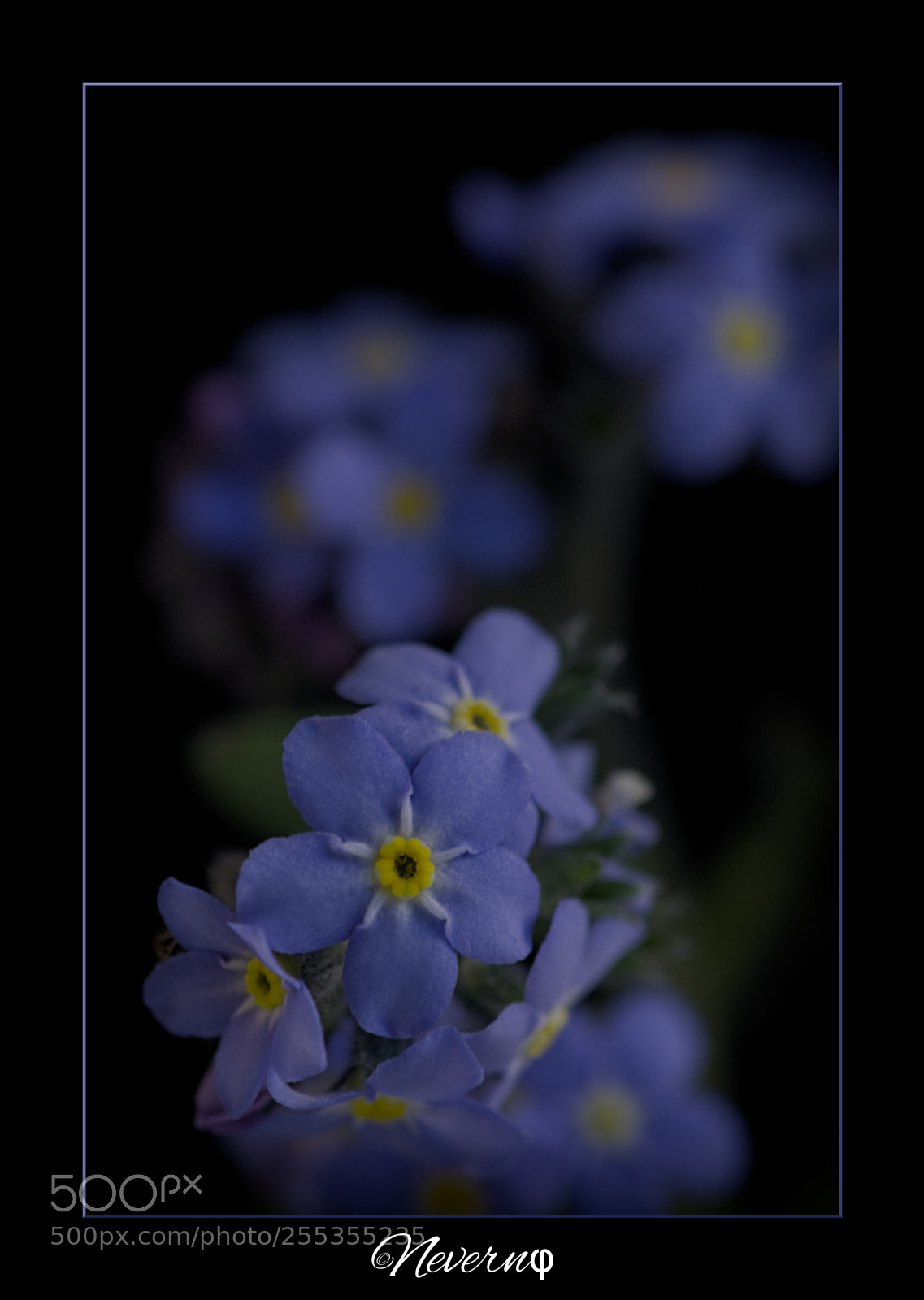 Pentax K-S2 sample photo. Myosotis photography
