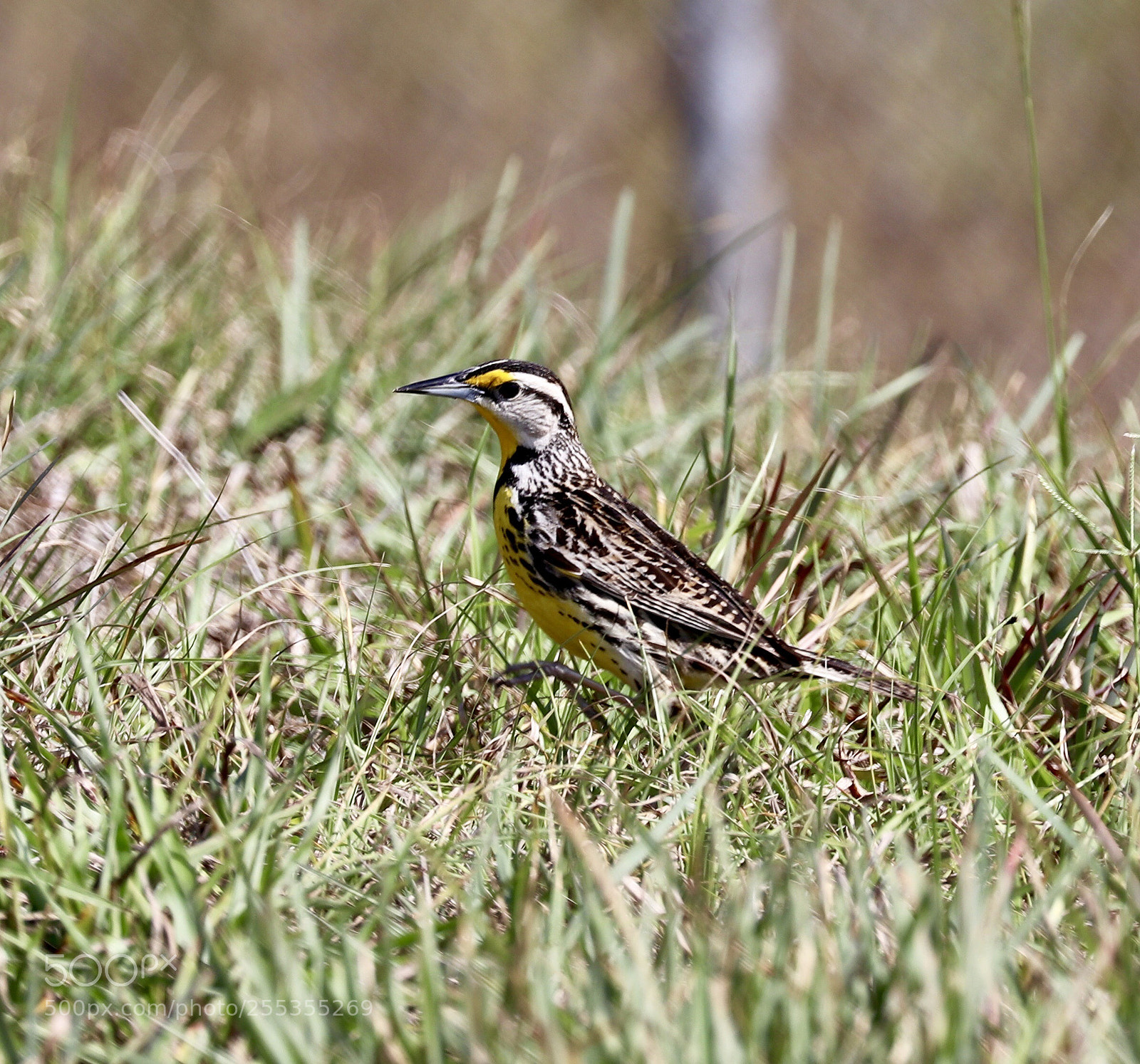 Canon EOS 80D sample photo. Eastern meadowlark photography