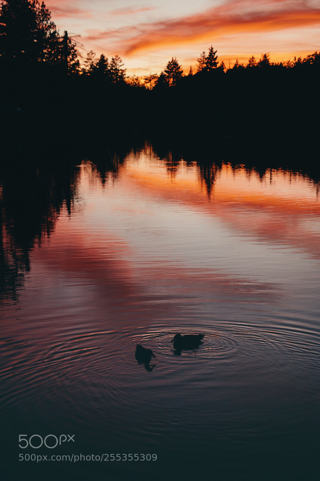 Canon EOS 70D sample photo. Untitled photography