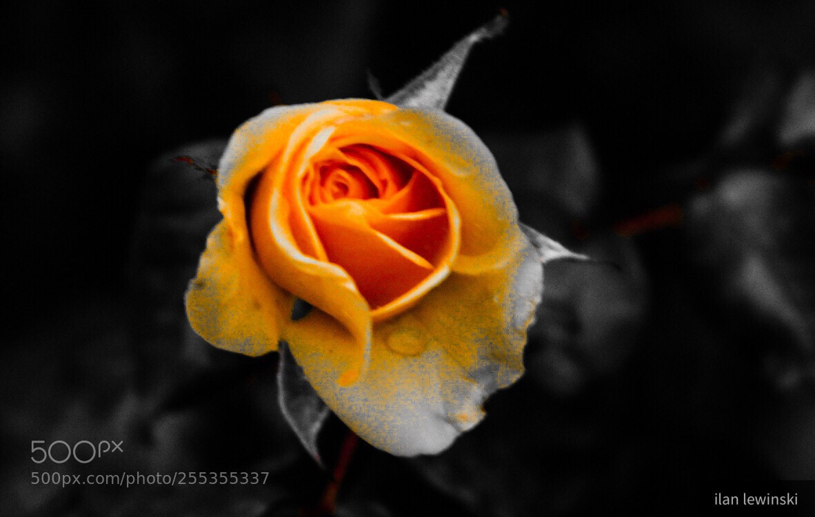 Canon EOS 80D sample photo. #art photography