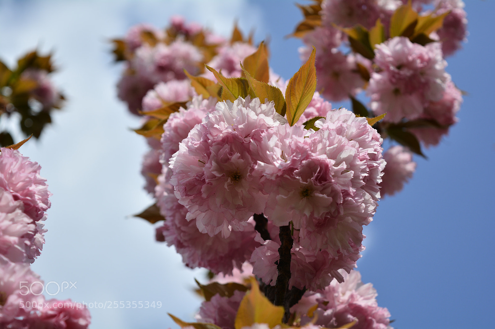 Nikon D5200 sample photo. Blues photography