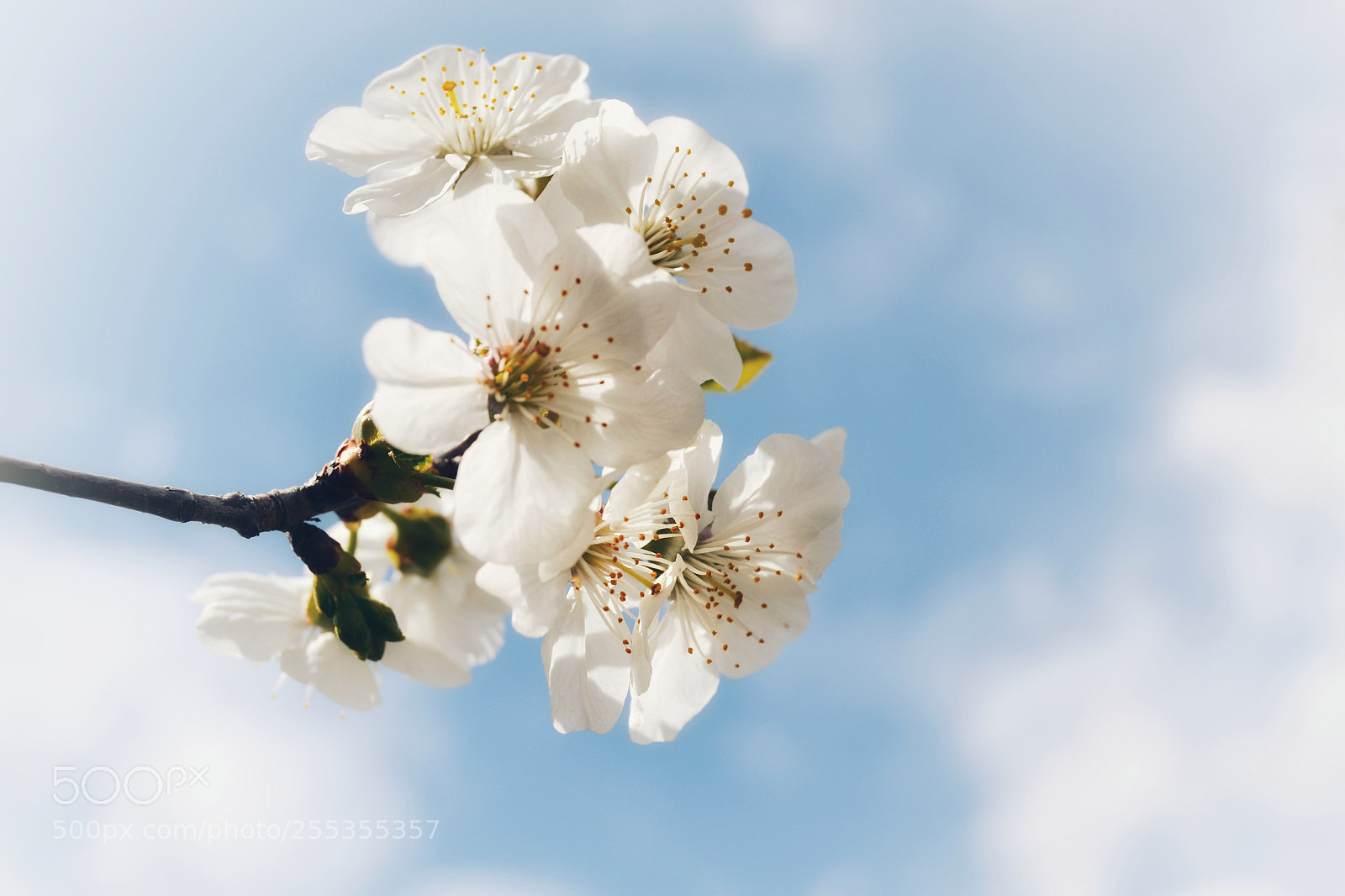 Nikon D3100 sample photo. Spring! photography