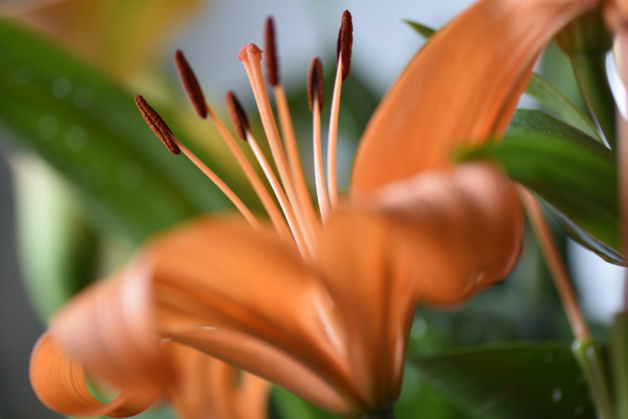 Nikon AF-S Micro-Nikkor 105mm F2.8G IF-ED VR sample photo. Flor photography