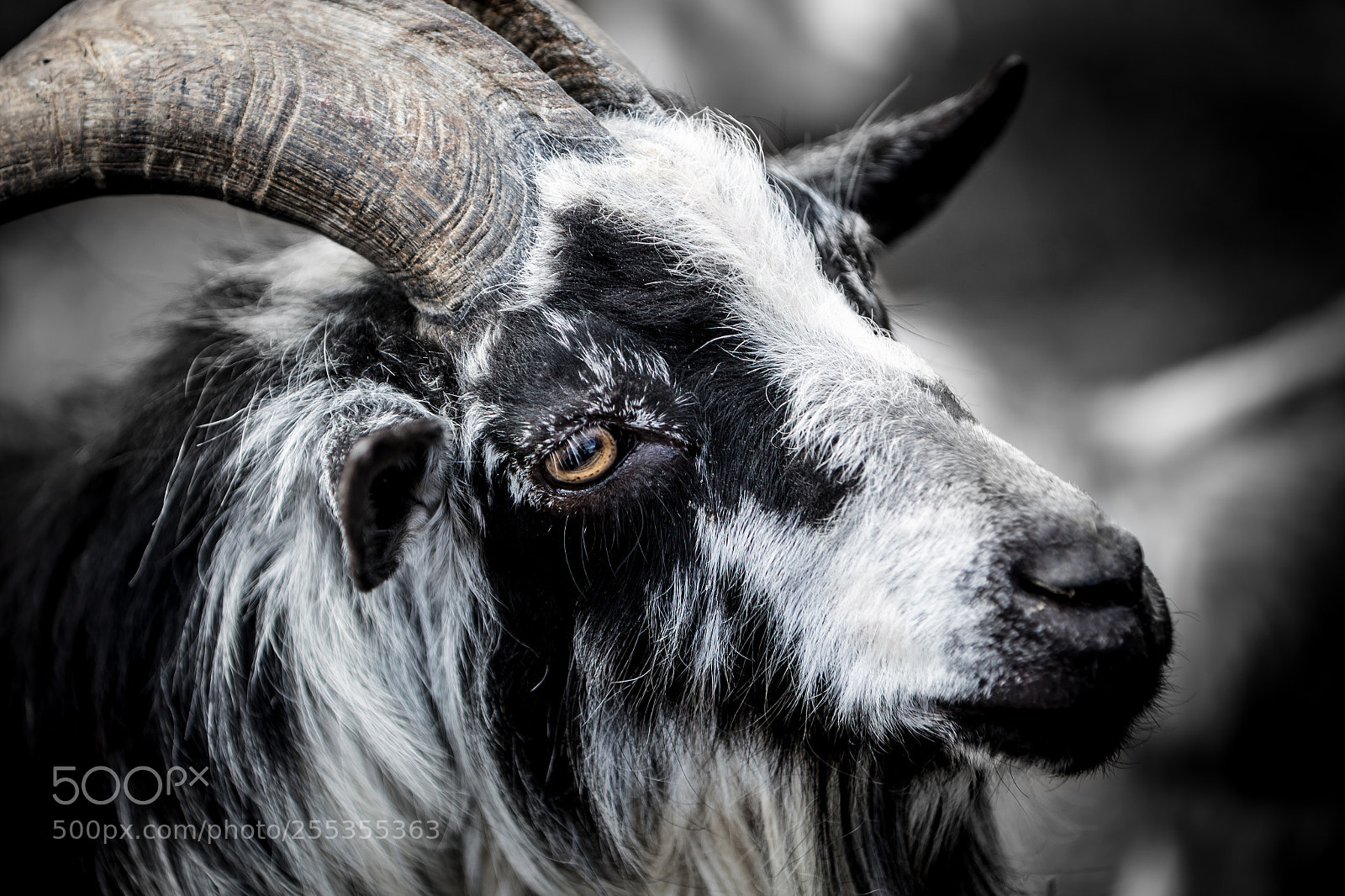 Canon EOS 6D sample photo. Goat photography