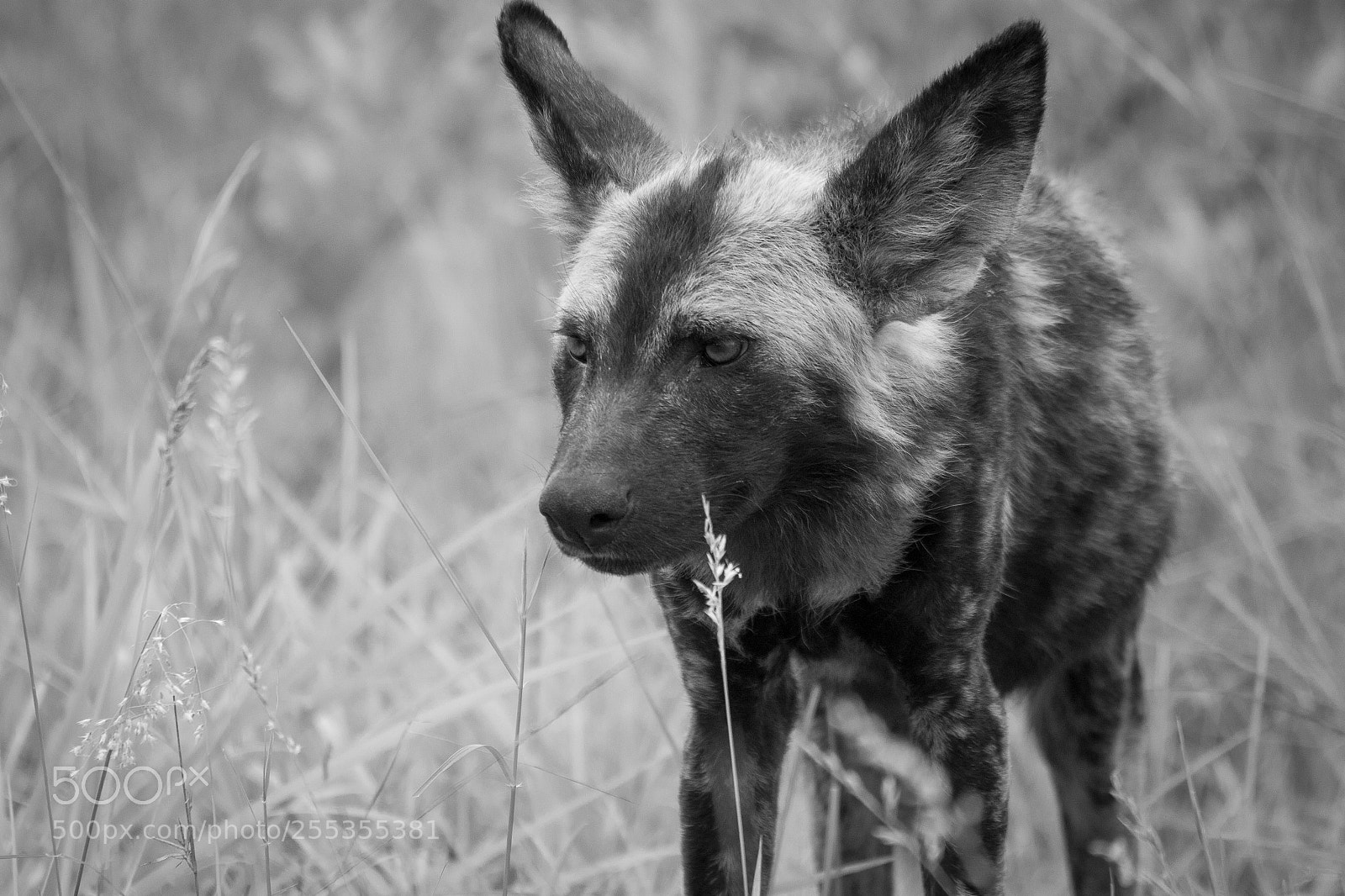 Canon EOS 100D (EOS Rebel SL1 / EOS Kiss X7) sample photo. Painted wolf photography