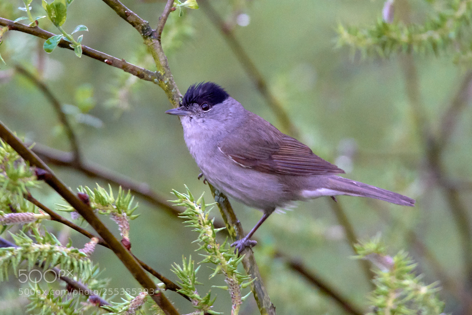 Nikon D7200 sample photo. Blackcap photography