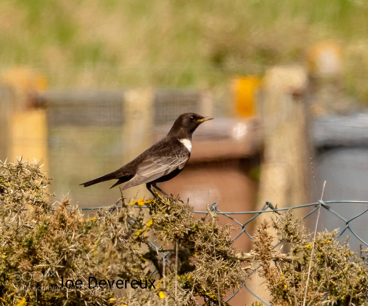 Canon EOS 7D Mark II sample photo. Ring ouzel photography