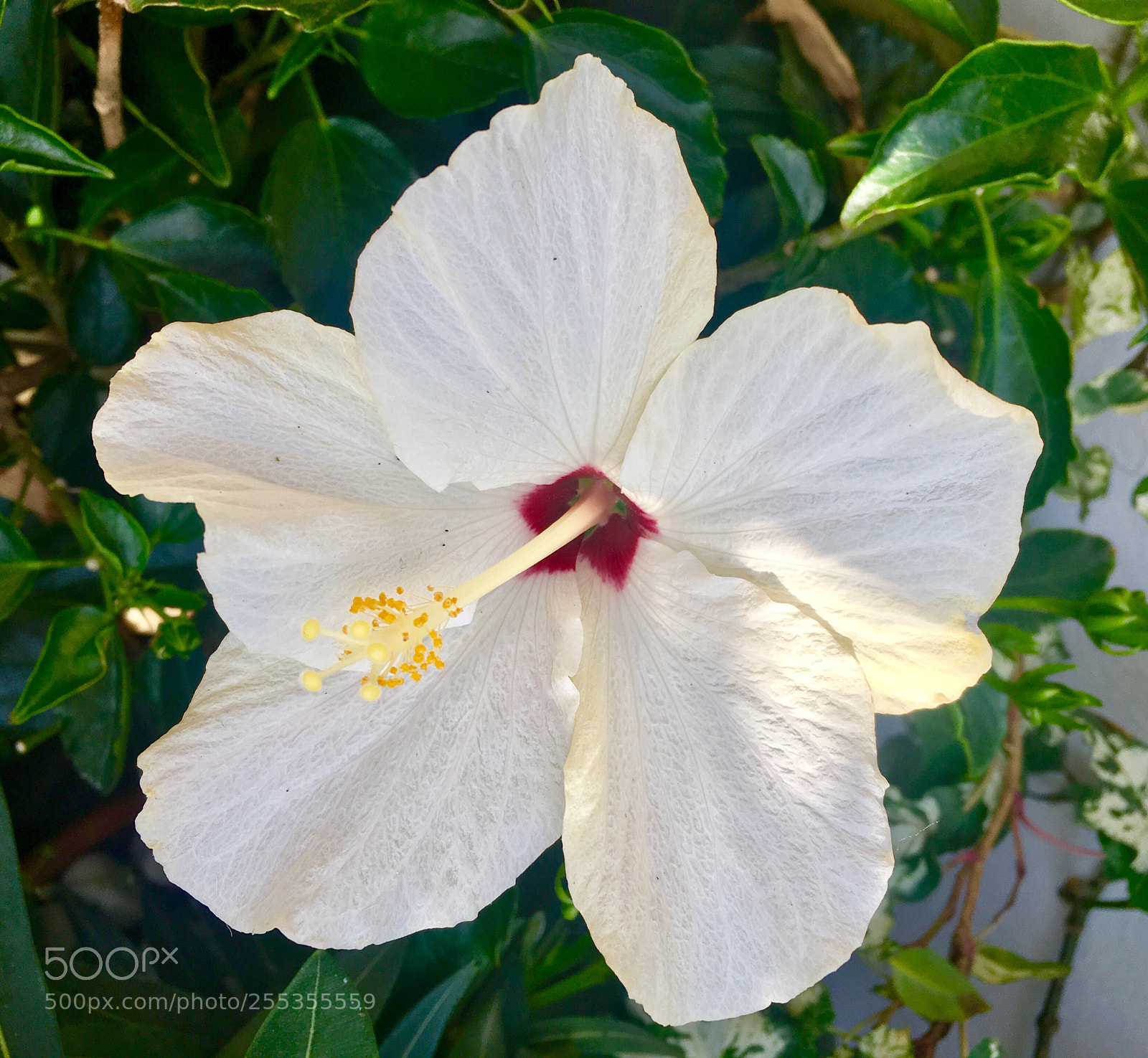 Apple iPhone SE sample photo. Untitled photography
