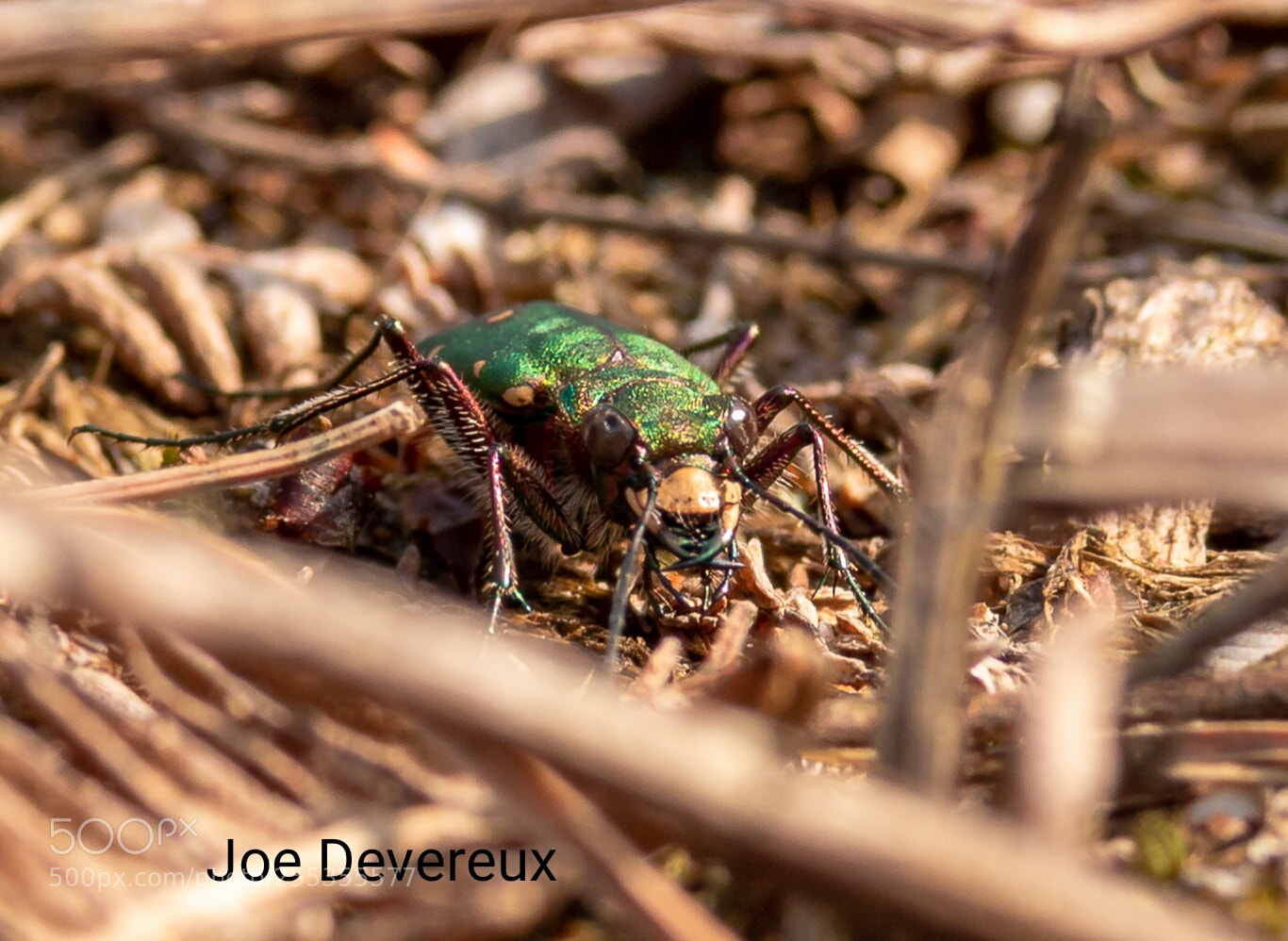 Canon EOS 70D sample photo. Green tiger beetle photography