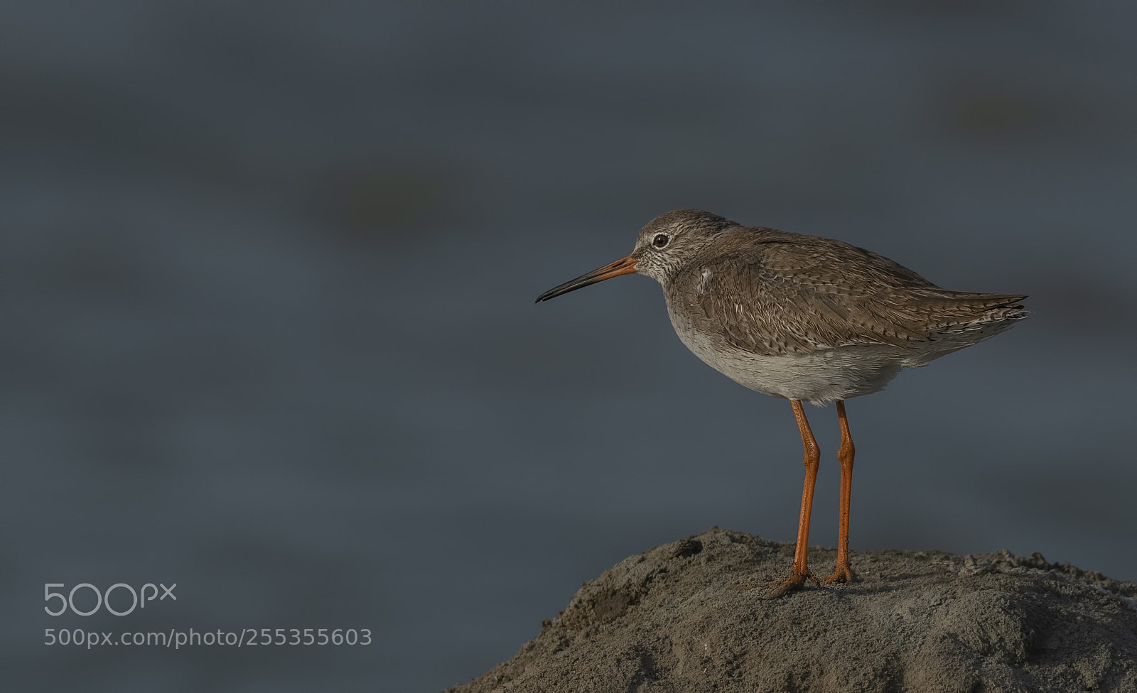 Nikon D500 sample photo. Common redshank photography