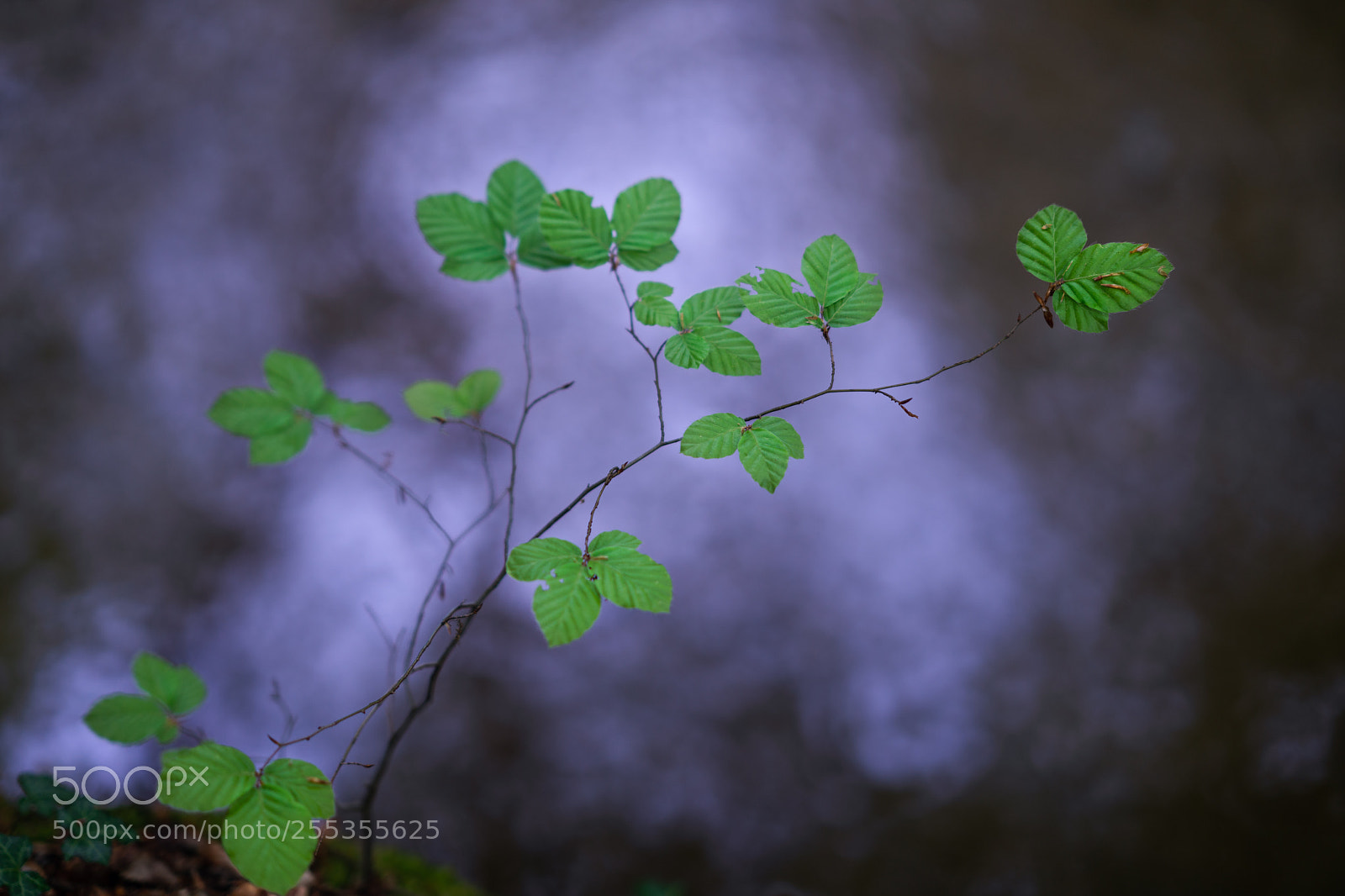 Sony a7R II sample photo. A little forrest in photography