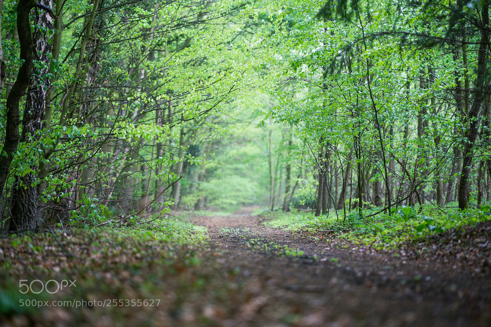 Sony a7R II sample photo. A little forrest in photography