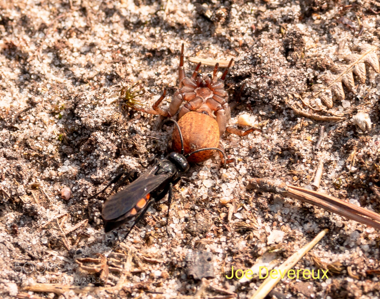 Canon EOS 70D sample photo. Black banded spider wasp photography