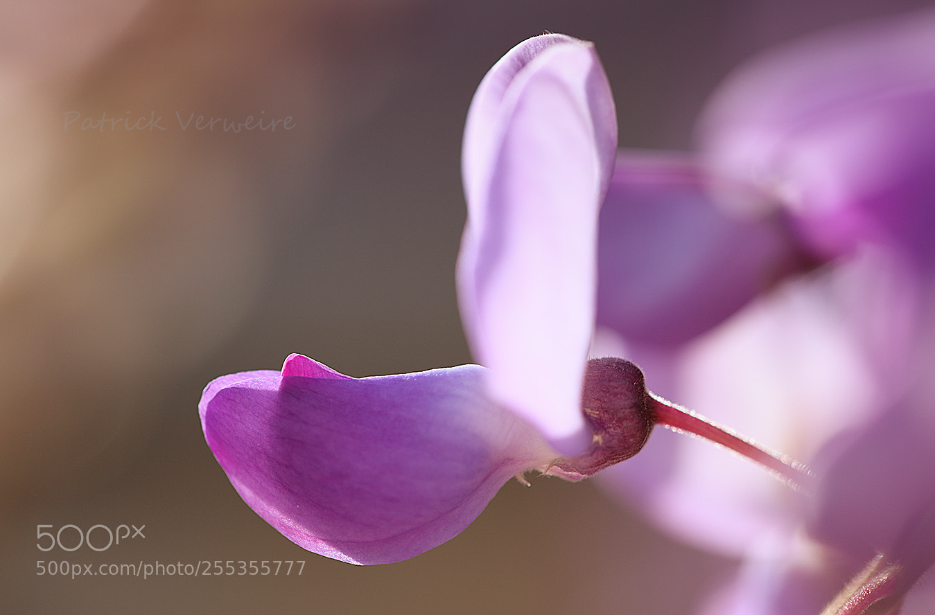 Canon EOS 5DS sample photo. Selection pink photography
