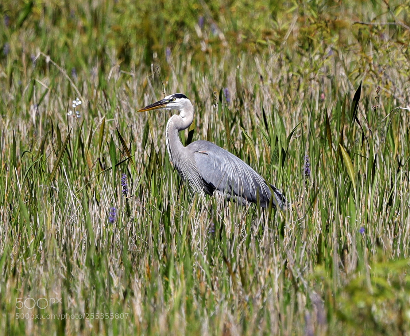 Canon EOS-1D X Mark II sample photo. 04-26-18-0014823.jpg photography