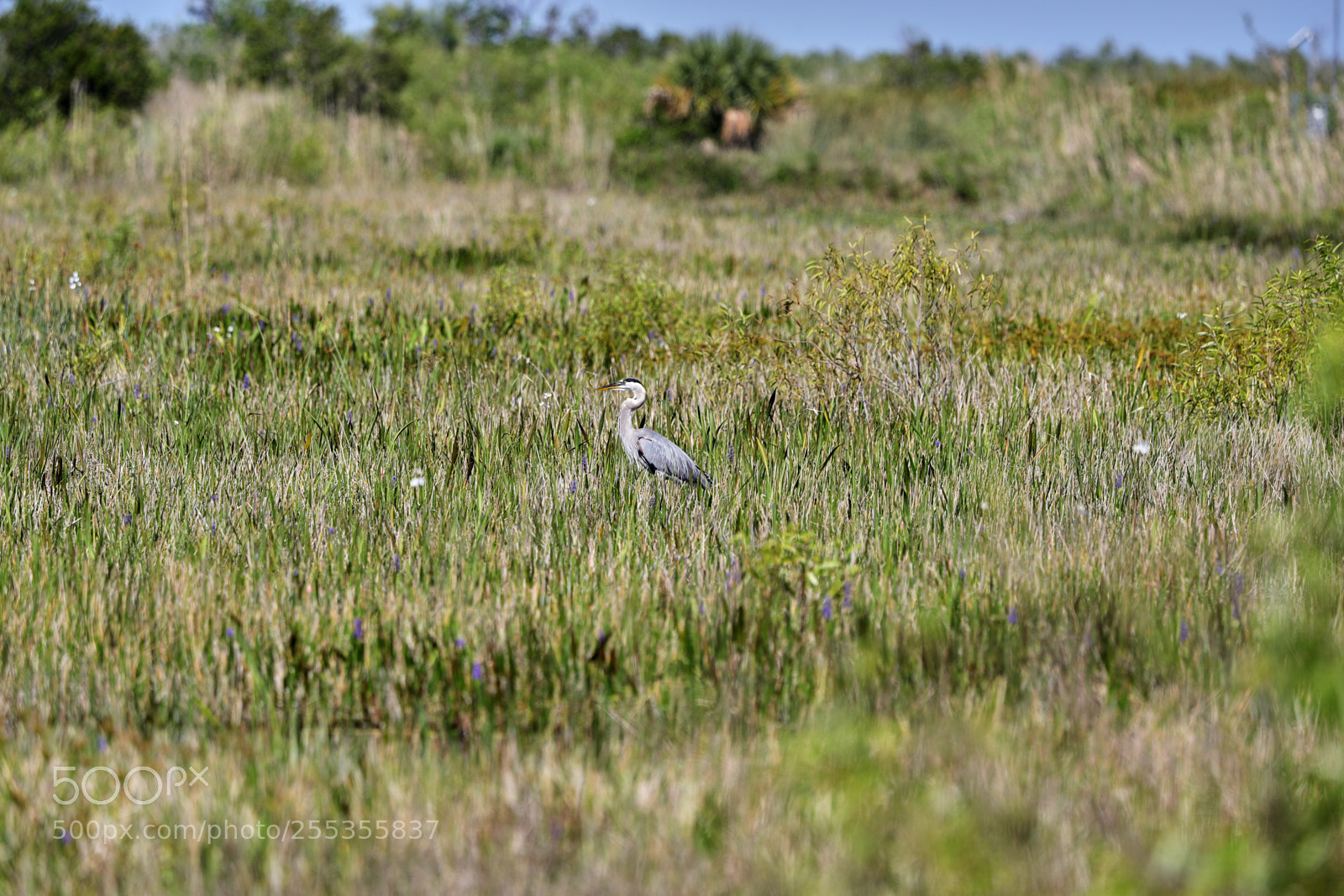 Canon EOS-1D X Mark II sample photo. 04-26-18-0014821.jpg photography