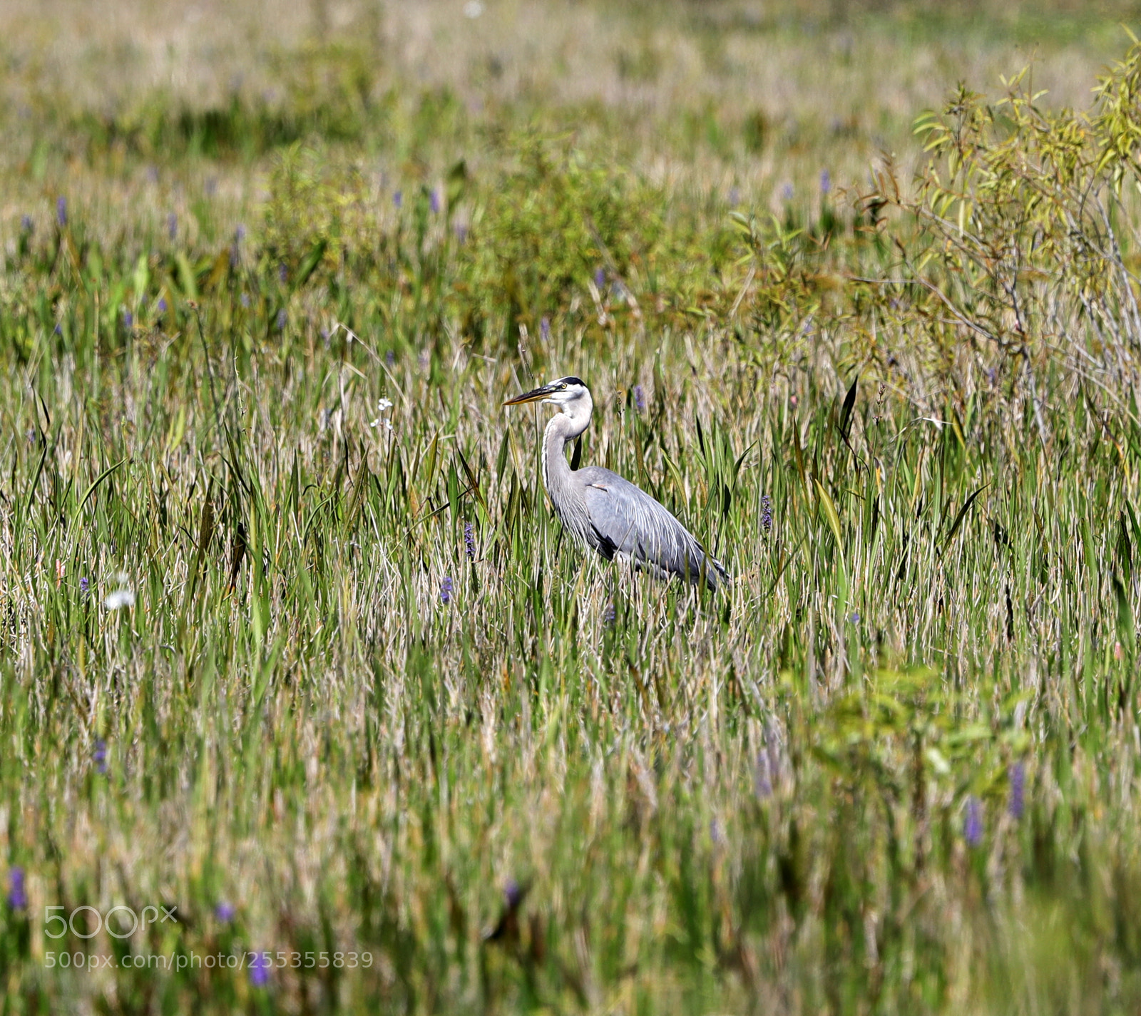 Canon EOS-1D X Mark II sample photo. 04-26-18-0014820.jpg photography