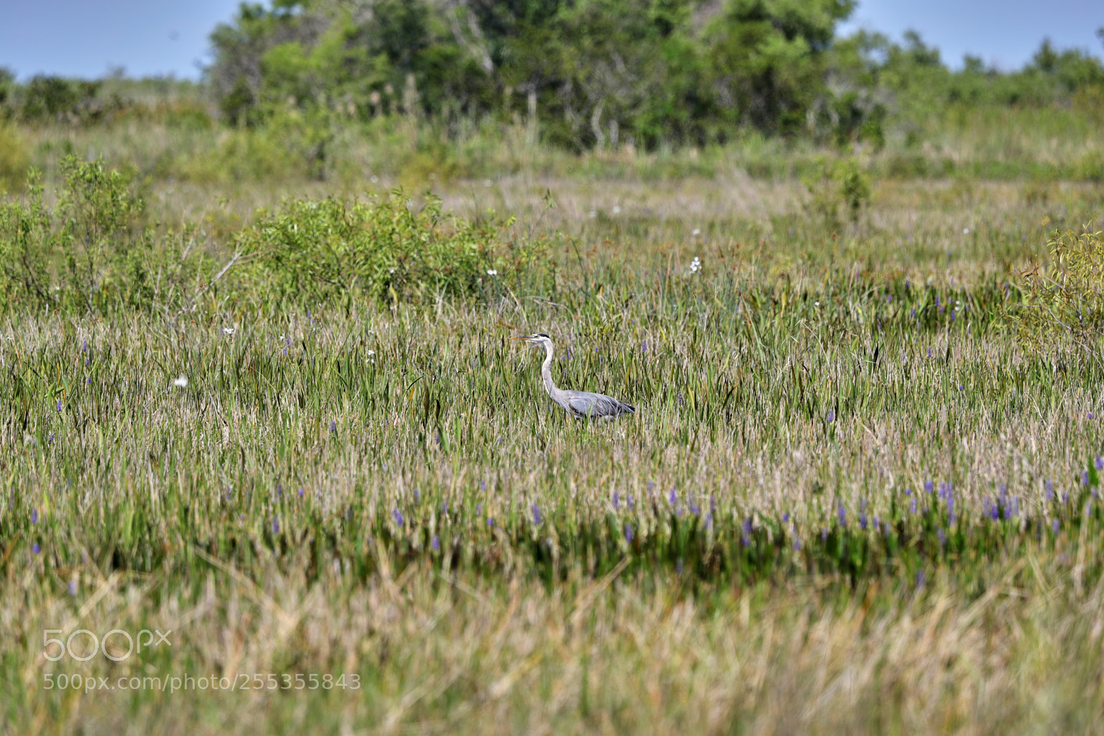 Canon EOS-1D X Mark II sample photo. 04-26-18-0014818.jpg photography
