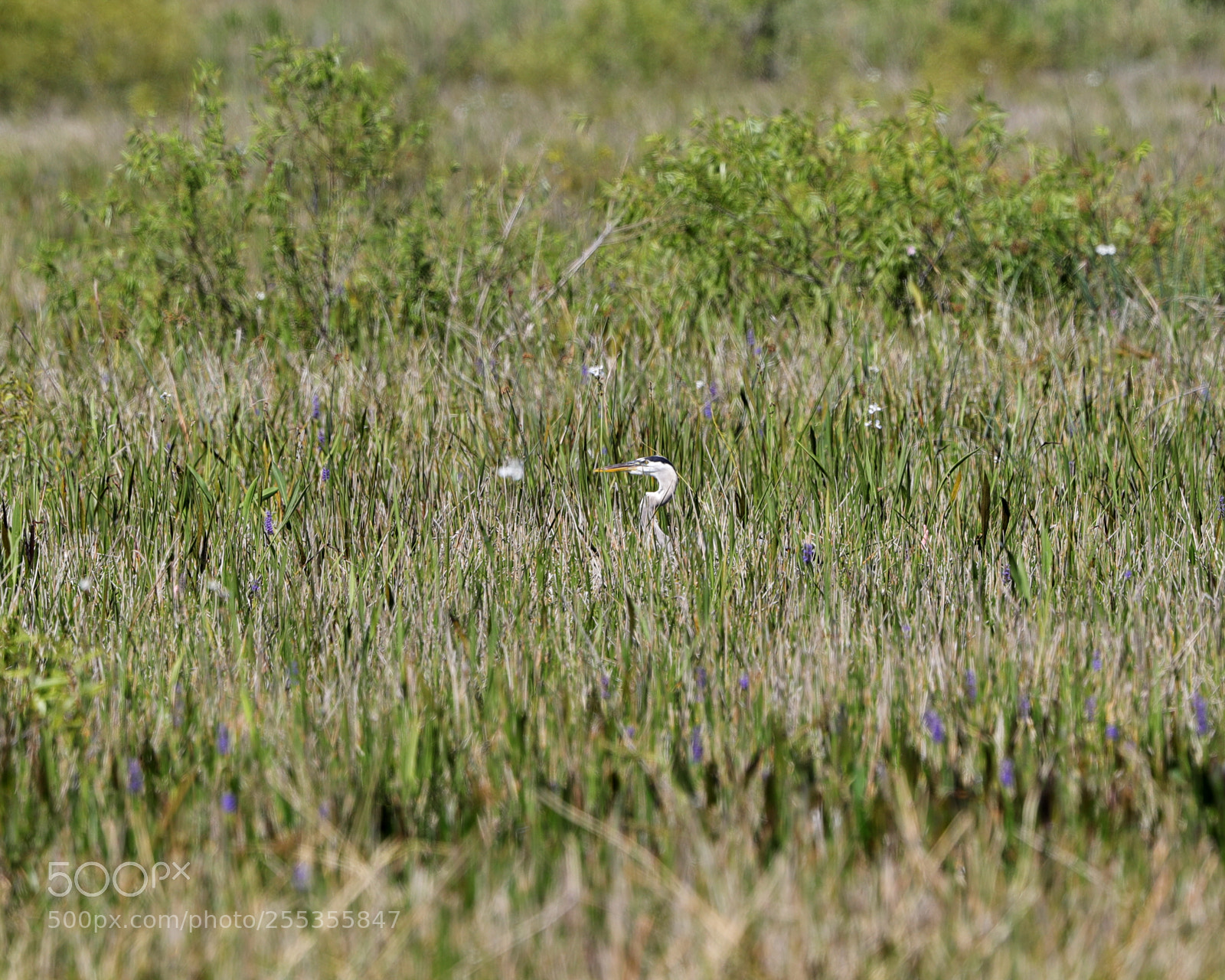 Canon EOS-1D X Mark II sample photo. 04-26-18-0014815.jpg photography