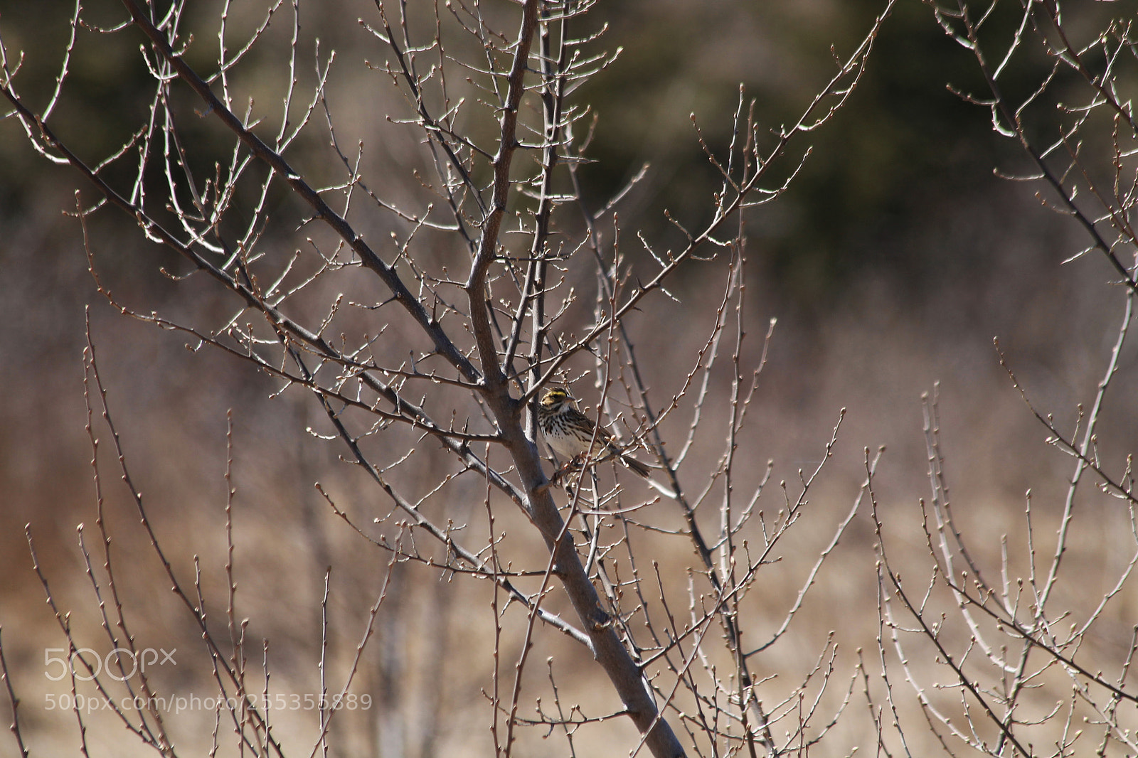 Canon EOS 1100D (EOS Rebel T3 / EOS Kiss X50) sample photo. Song sparrow photography