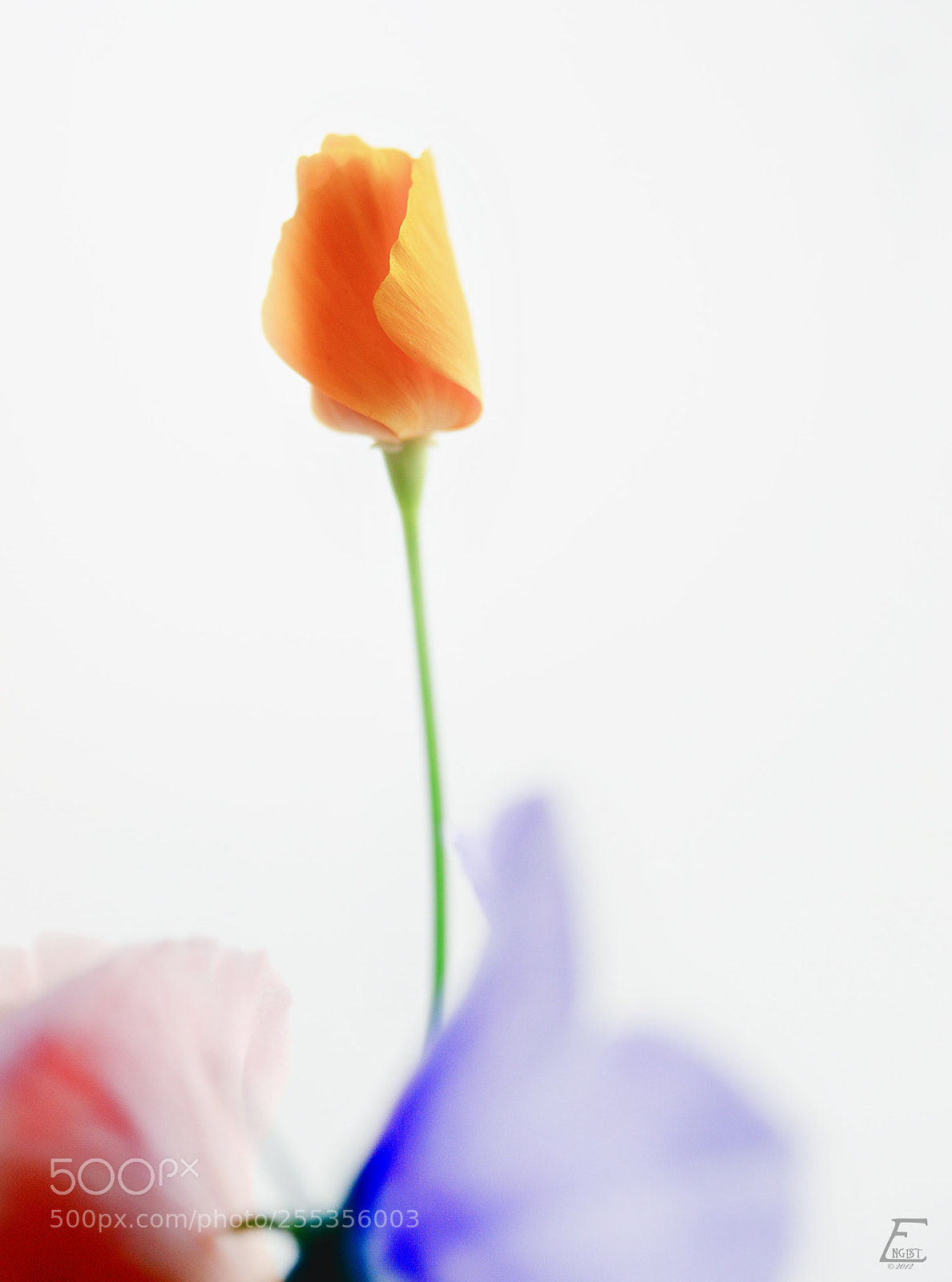 Canon EOS 5D Mark II sample photo. 5 photography
