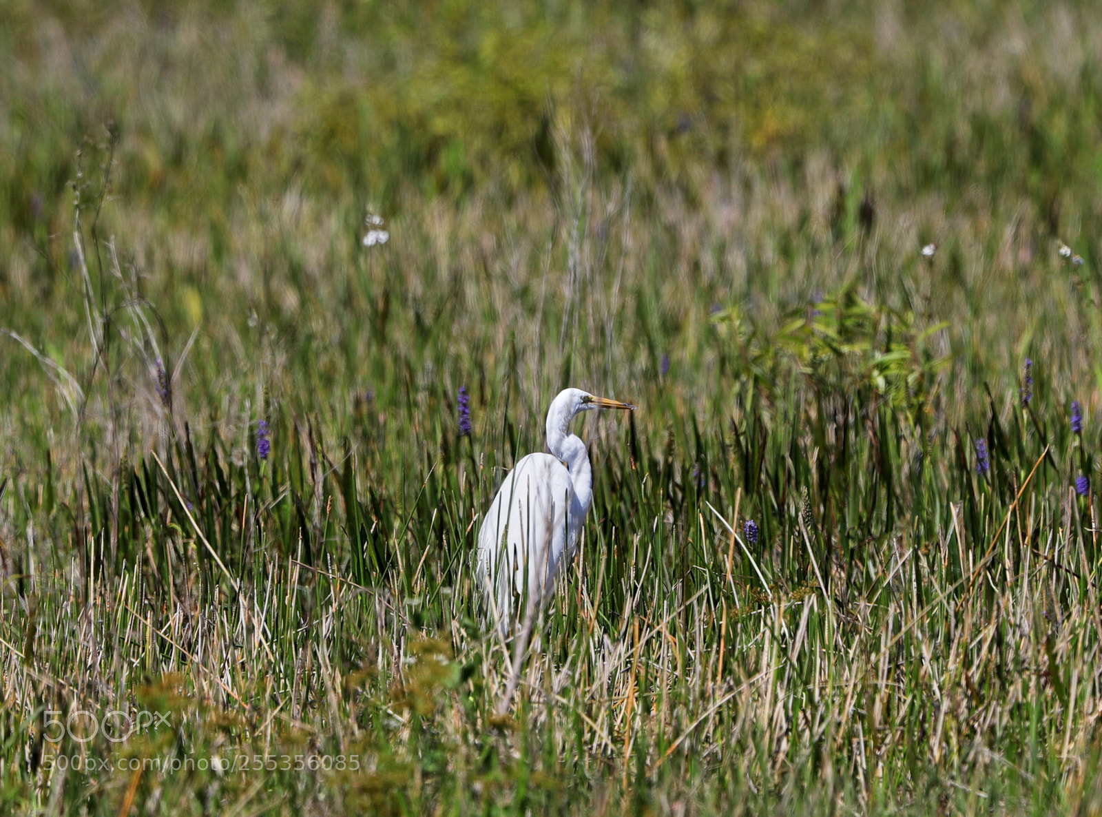 Canon EOS-1D X Mark II sample photo. 04-26-18-0014813.jpg photography