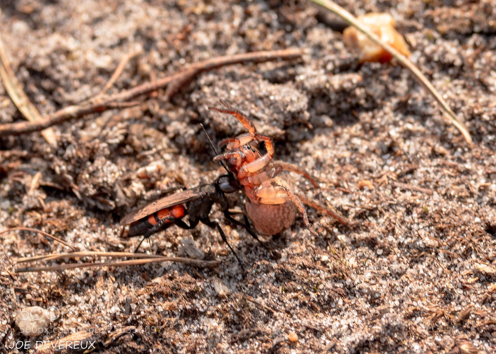 Canon EOS 70D sample photo. Black banded spider wasp photography