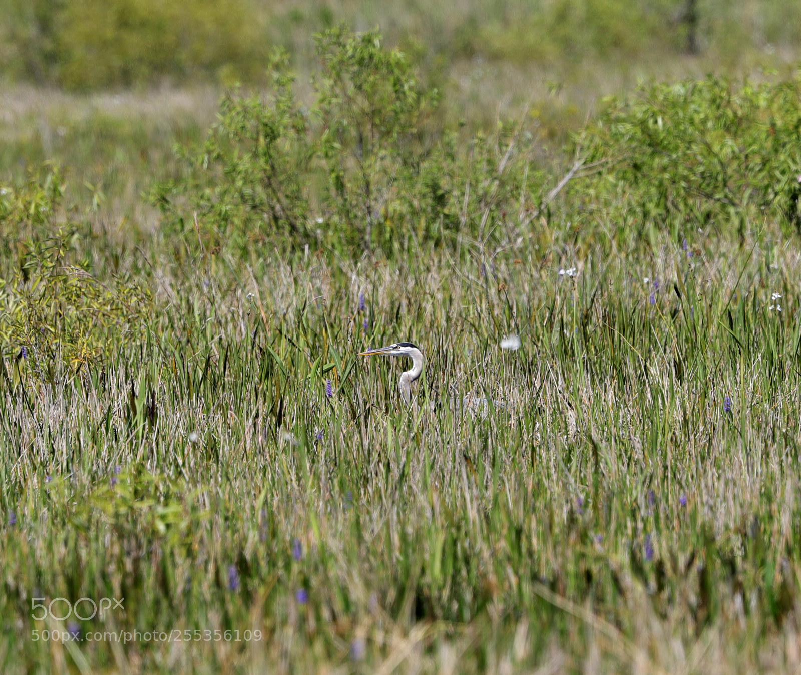 Canon EOS-1D X Mark II sample photo. 04-26-18-0014812.jpg photography