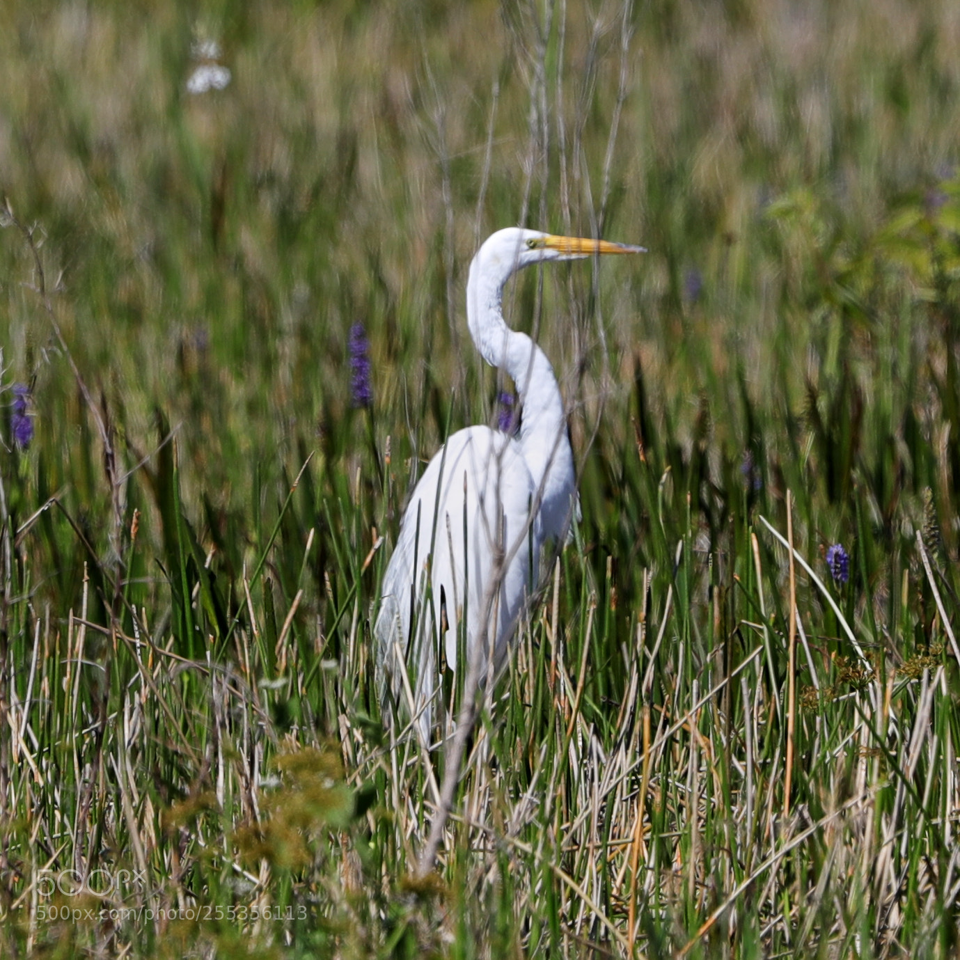 Canon EOS-1D X Mark II sample photo. 04-26-18-0014806.jpg photography