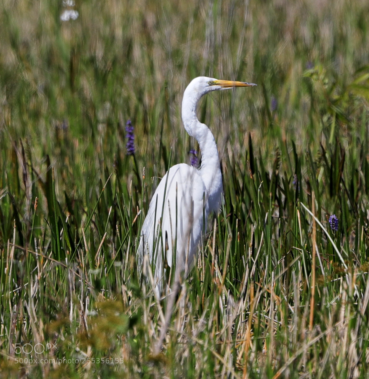 Canon EOS-1D X Mark II sample photo. 04-26-18-0014805.jpg photography