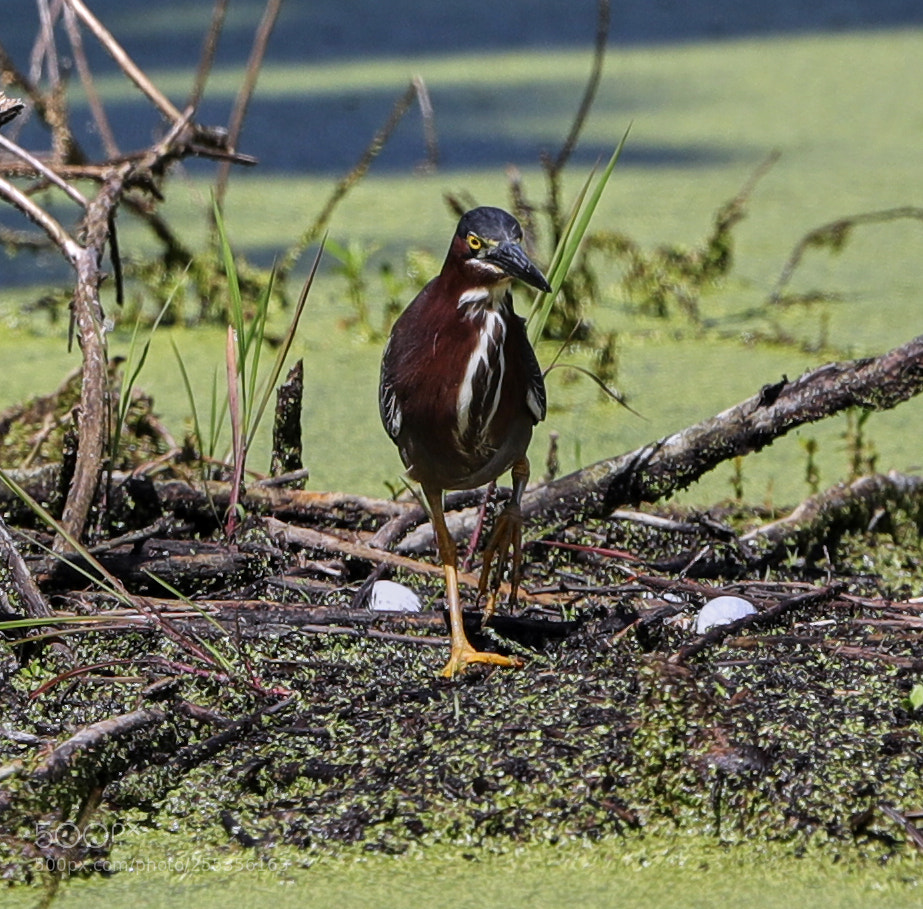 Canon EOS-1D X Mark II sample photo. 04-26-18-0014800.jpg photography