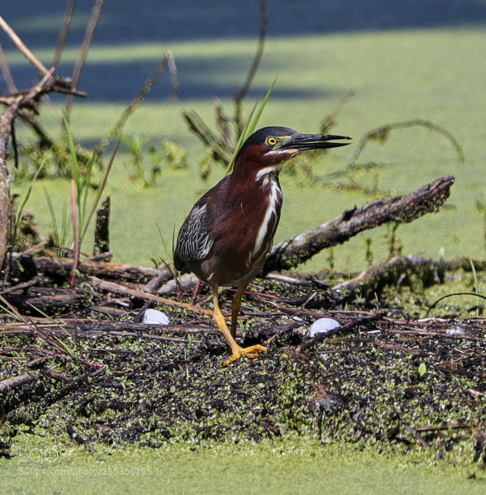 Canon EOS-1D X Mark II sample photo. 04-26-18-0014799.jpg photography