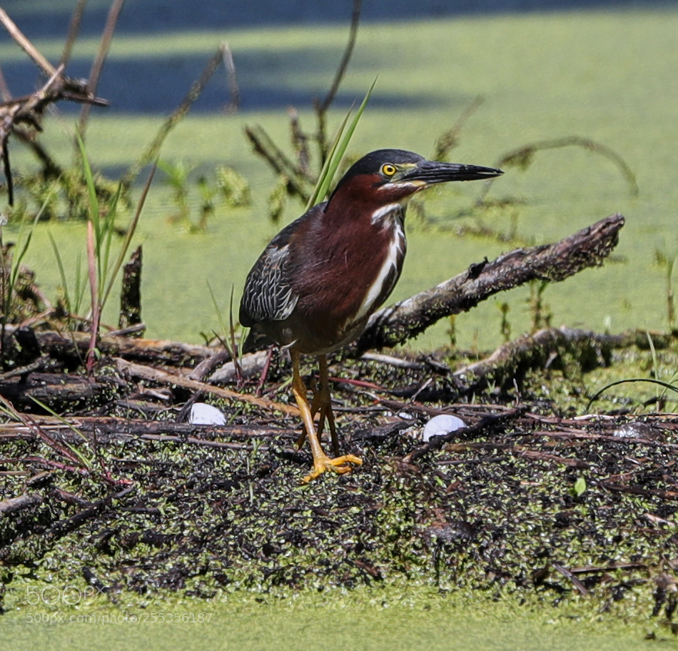 Canon EOS-1D X Mark II sample photo. 04-26-18-0014798.jpg photography